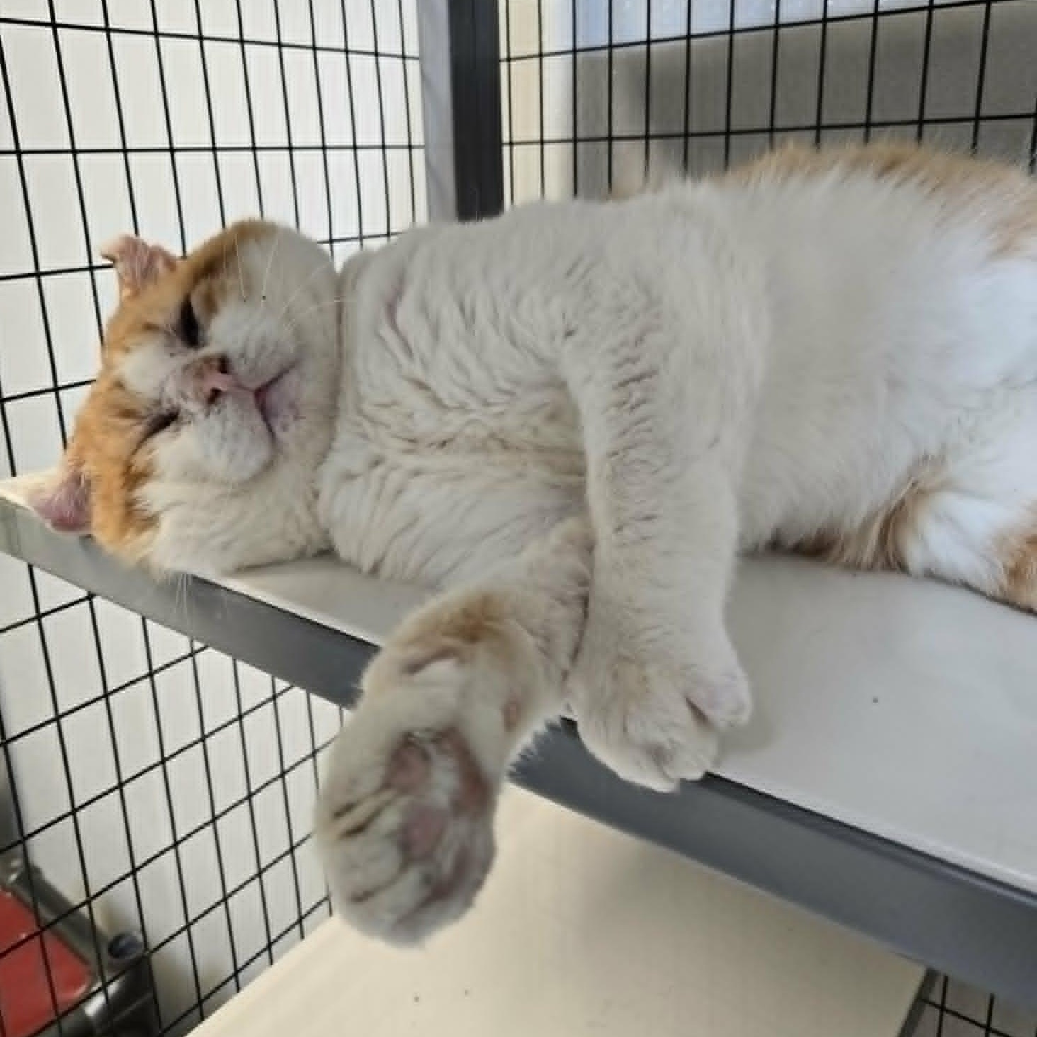 Q*bert, a ADOPTABLE Domestic Short Hair in Watertown, WI image 2/3