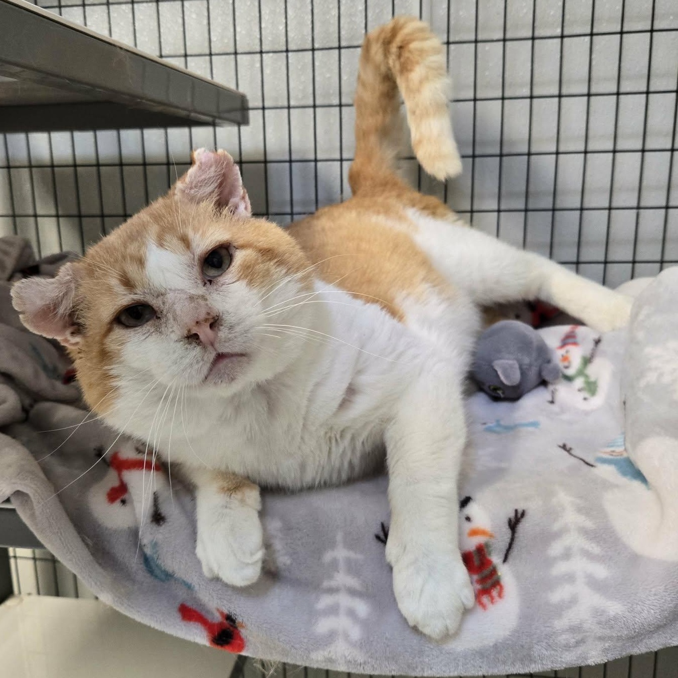 Enlarge Q*bert, a ADOPTABLE Domestic Short Hair in Watertown, WI image 1/4