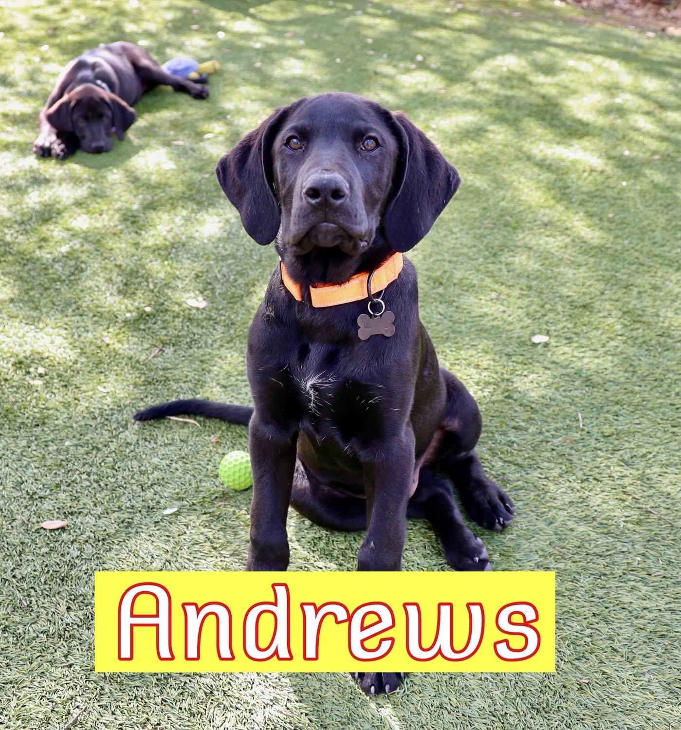 Enlarge Andrews, a ADOPTABLE mixed breed in Southlake, TX image 1/4
