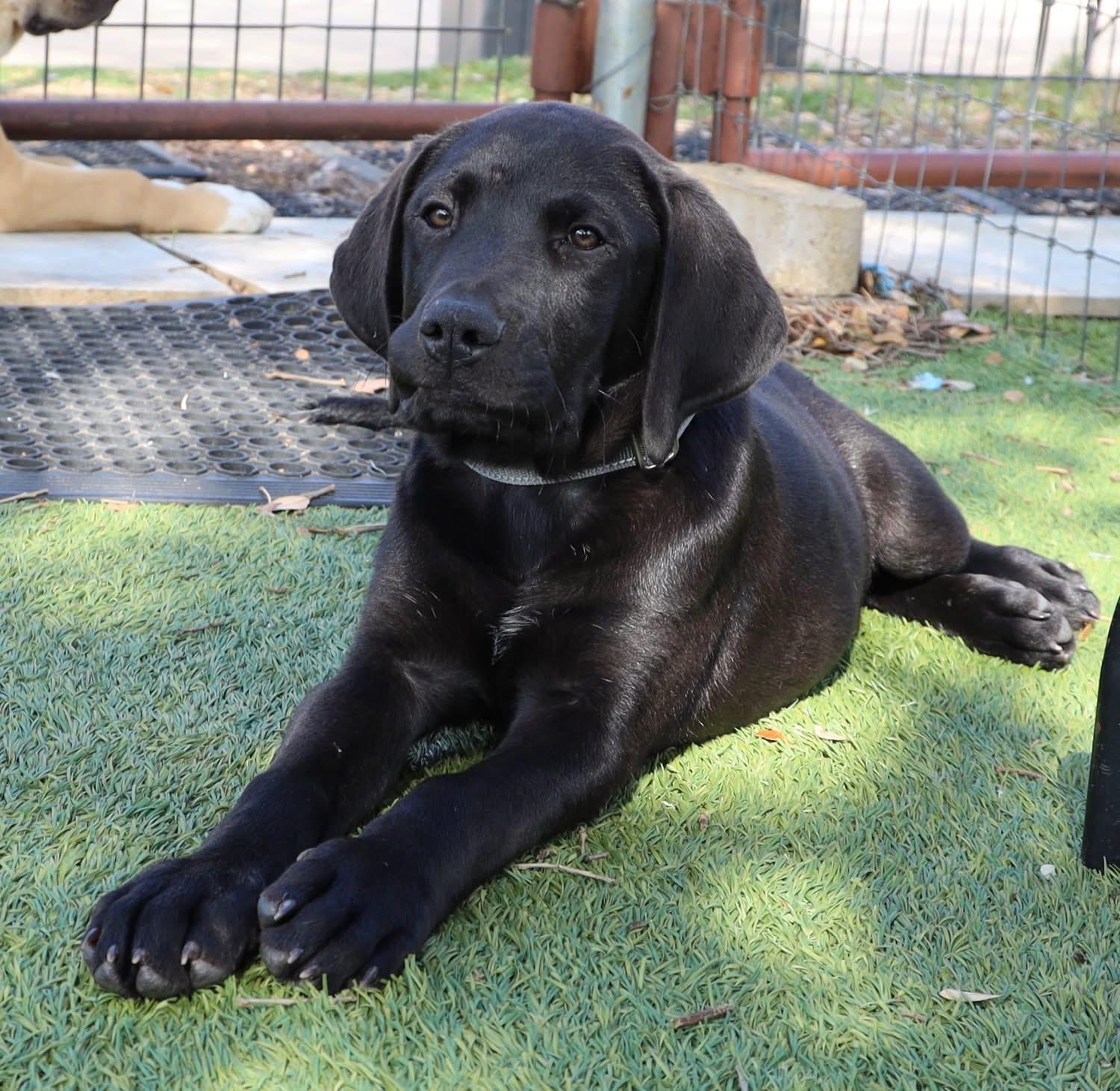 Enlarge Andrews, a ADOPTABLE mixed breed in Southlake, TX image 2/4