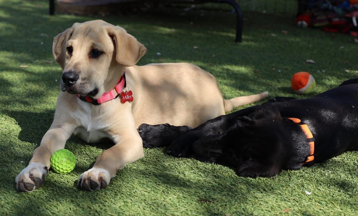 Enlarge Andrews, a ADOPTABLE mixed breed in Southlake, TX image 3/4