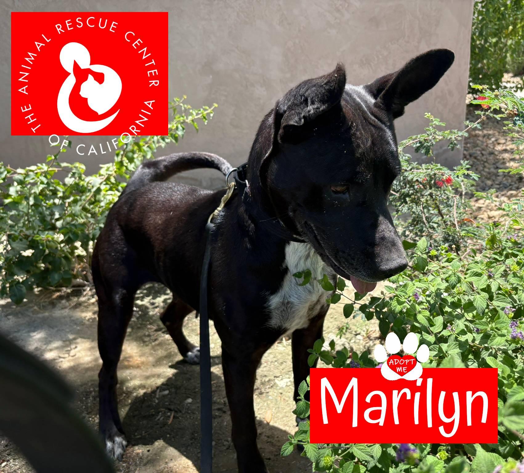 Enlarge Marilyn, a ADOPTABLE mixed breed in Coachella, CA image 2/4