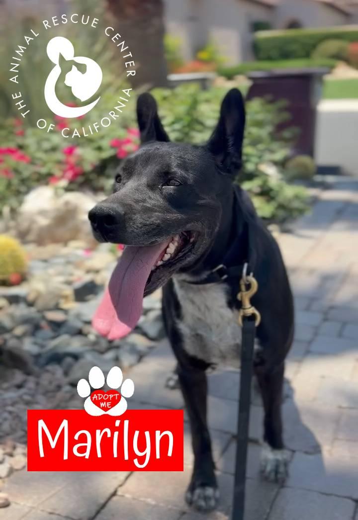 Enlarge Marilyn, a ADOPTABLE mixed breed in Coachella, CA image 3/4