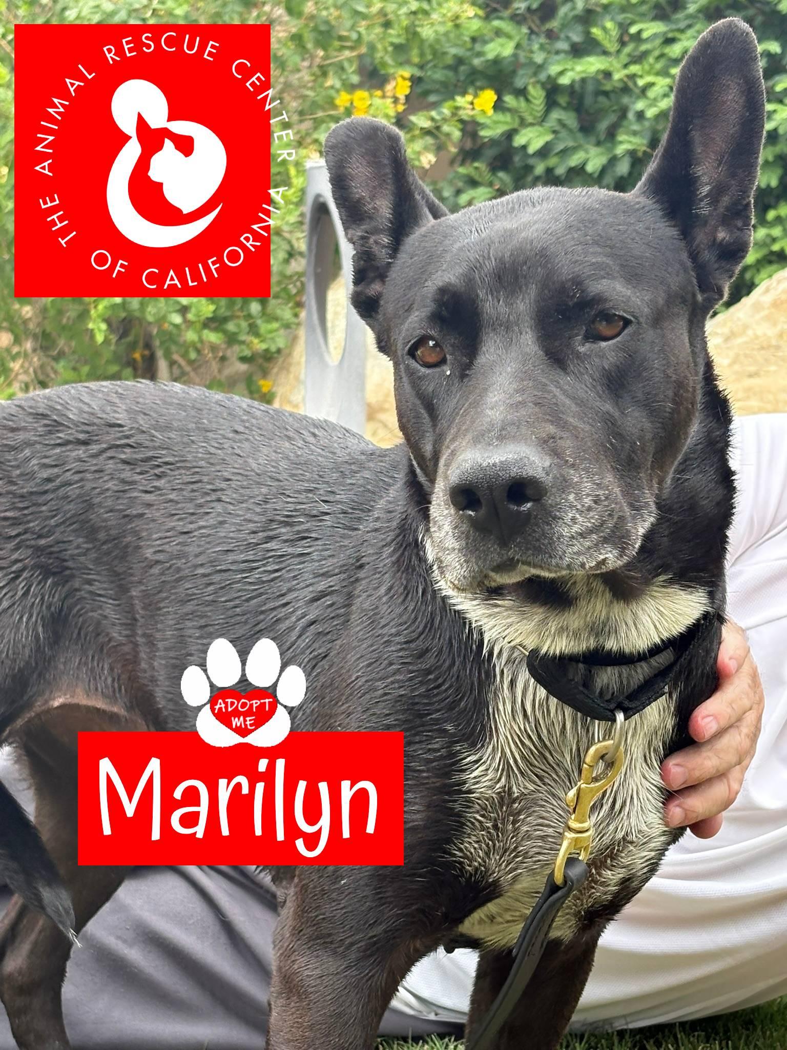 Marilyn, ADOPTABLE, Young Female Australian Cattle Dog / Blue Heeler.