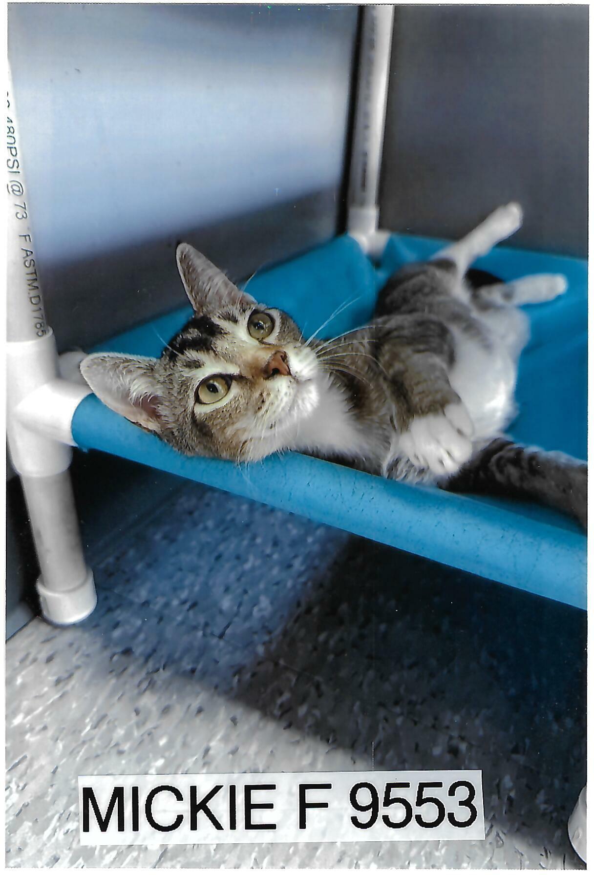 Mickie, Adoptable, Young Female American Shorthair.