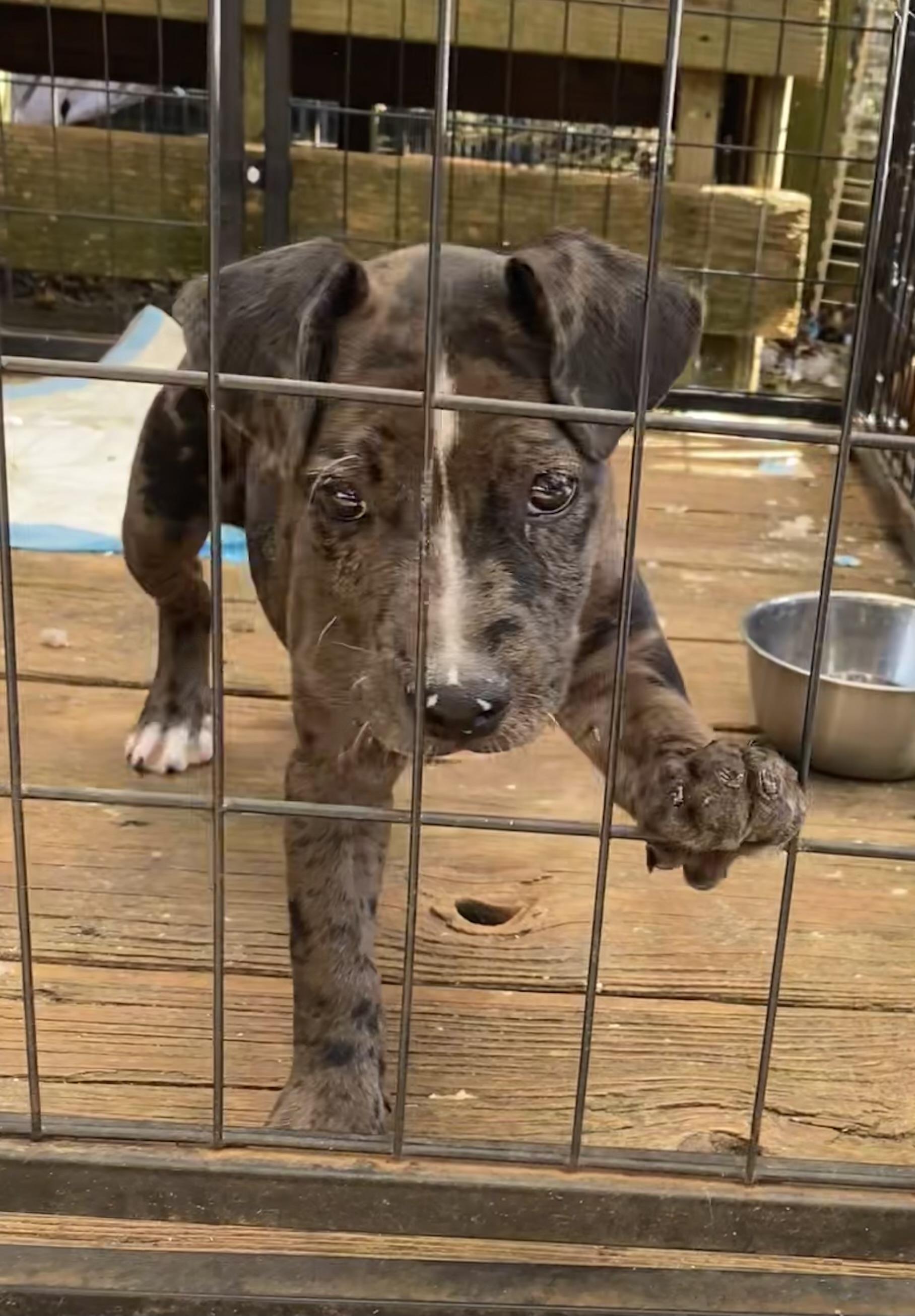 Maude, a Adoptable mixed breed in Newtown, CT image 2/6