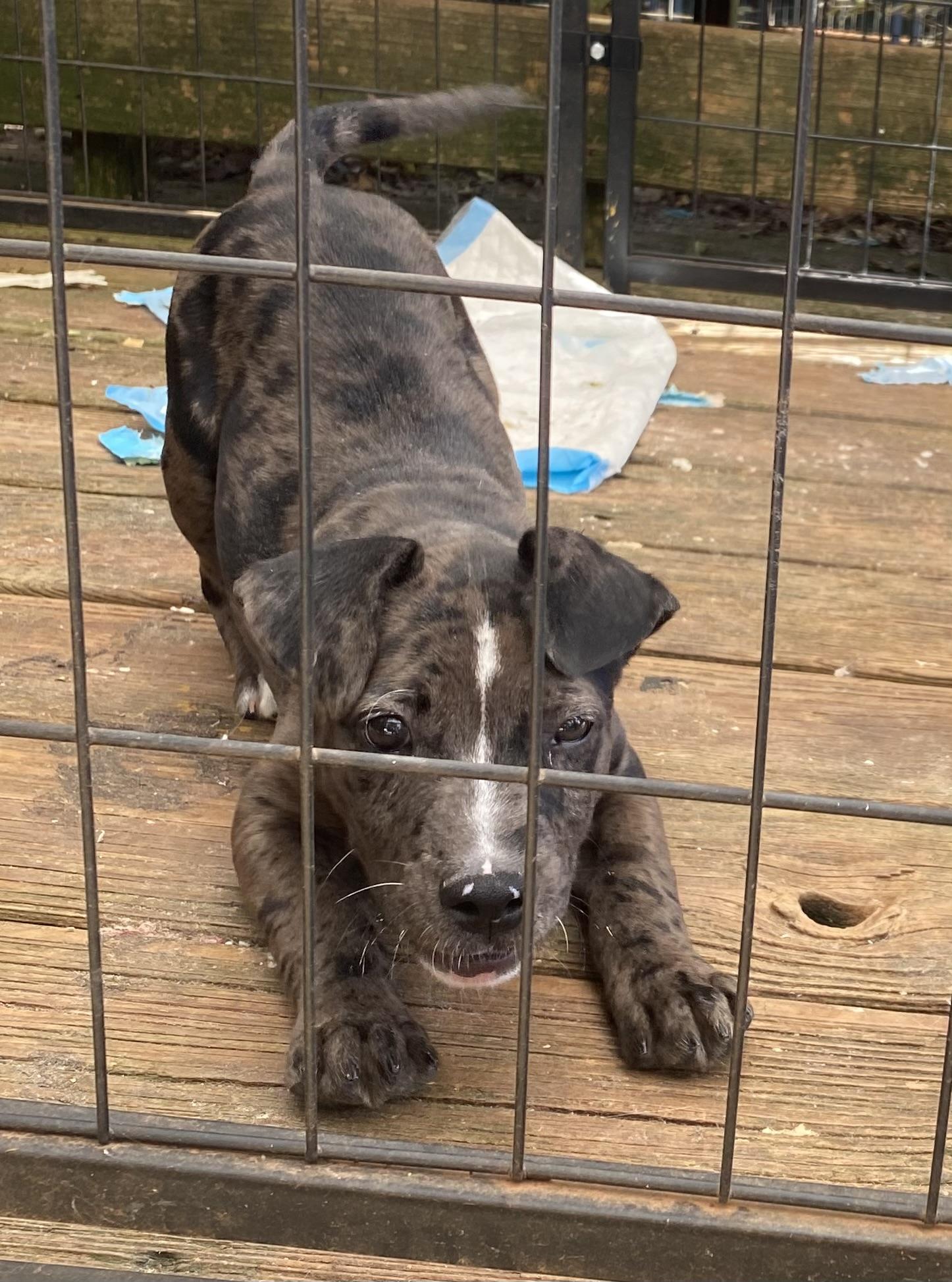 Maude, a Adoptable mixed breed in Newtown, CT image 3/6
