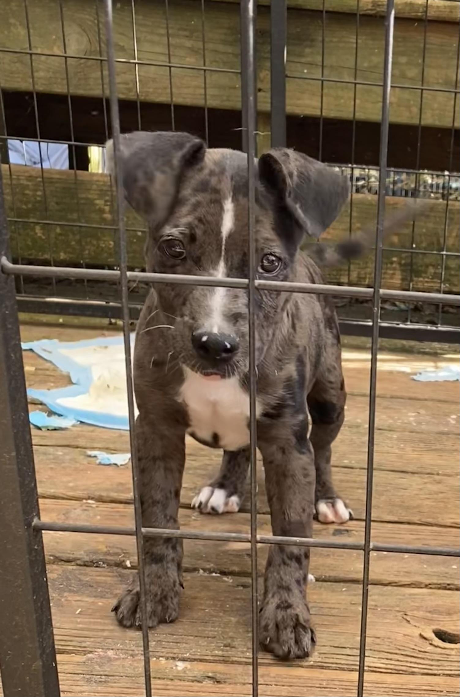 Maude, a Adoptable mixed breed in Newtown, CT image 4/6