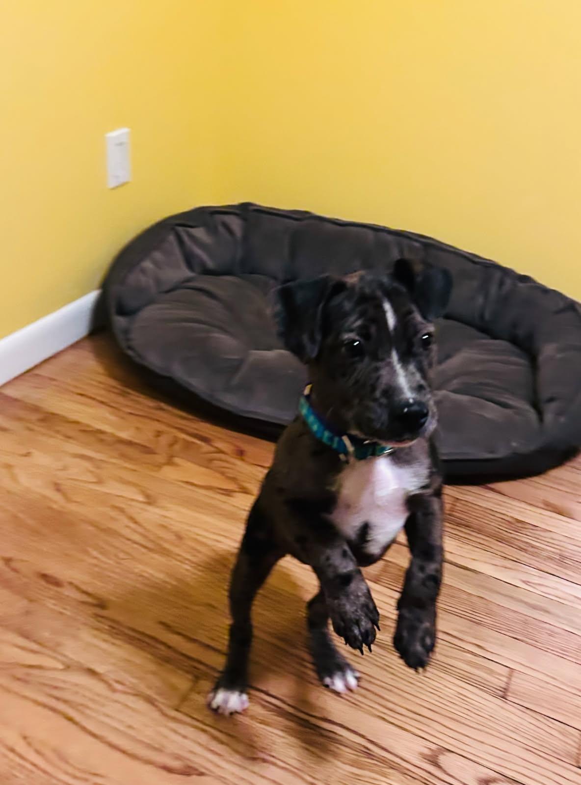 Maude, a Adoptable mixed breed in Newtown, CT image 5/6