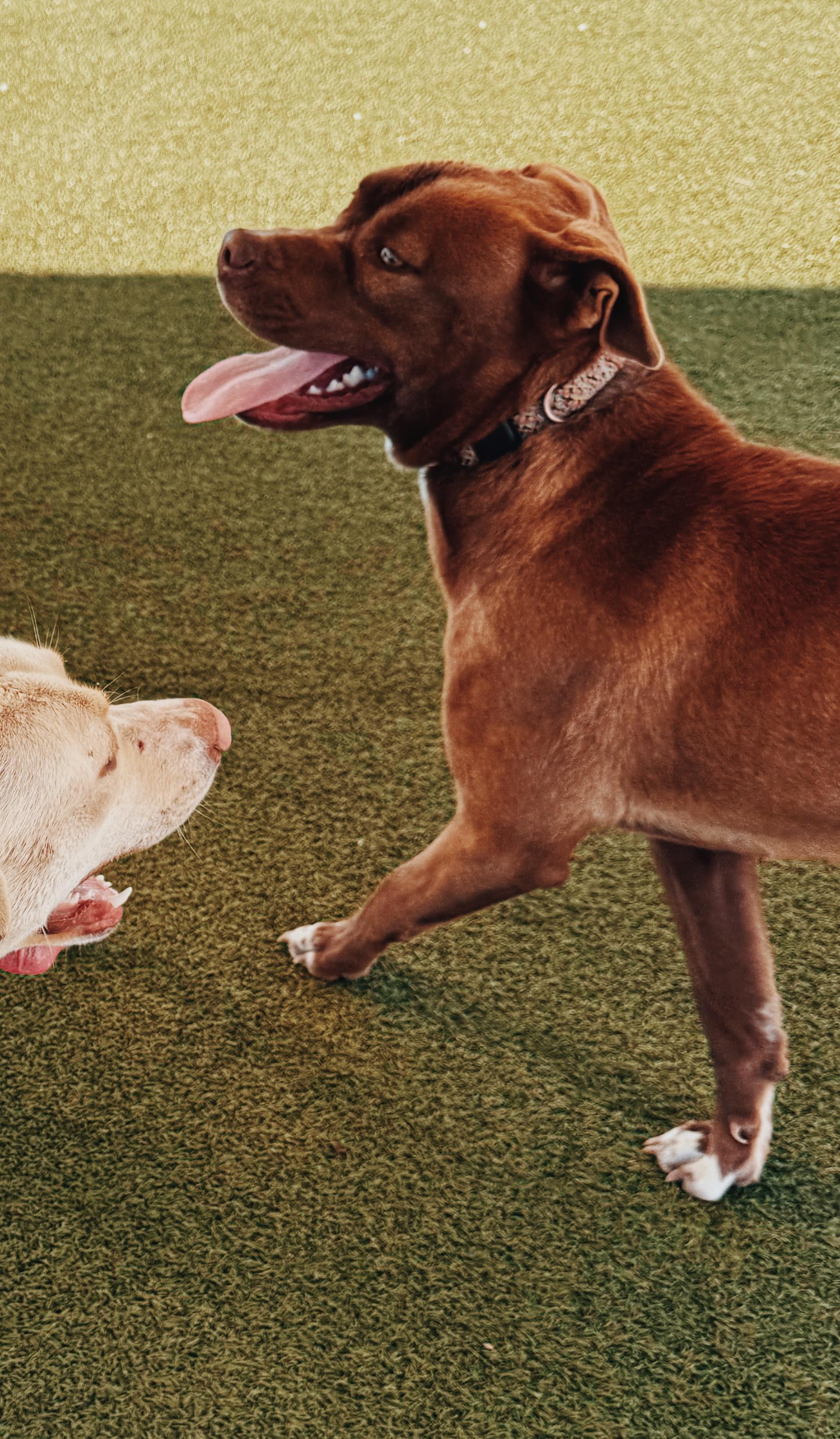 Enlarge Cinnamon, an adopted mixed breed in Hays, KS image 5/6