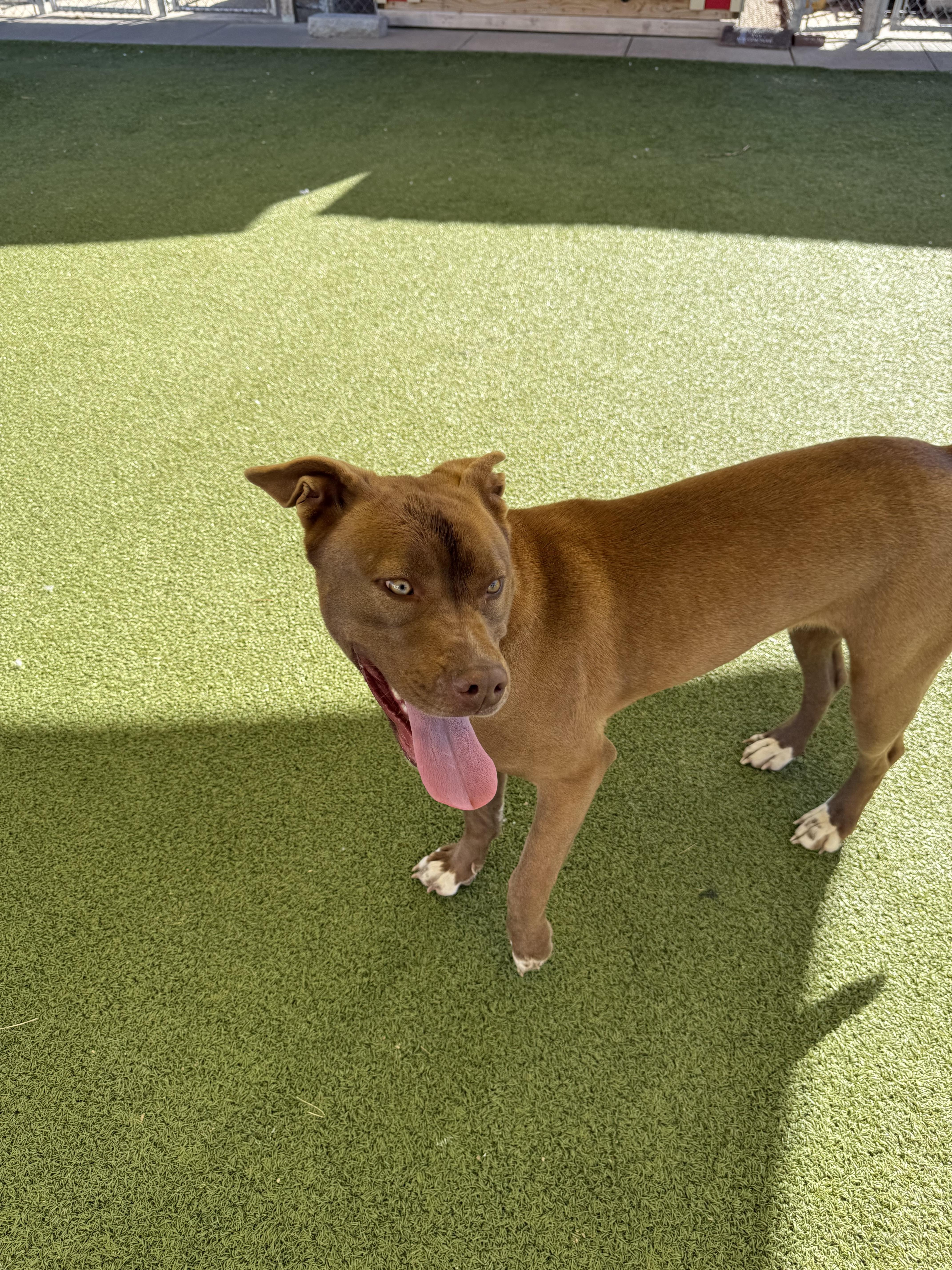 Enlarge Cinnamon, an adopted mixed breed in Hays, KS image 6/6