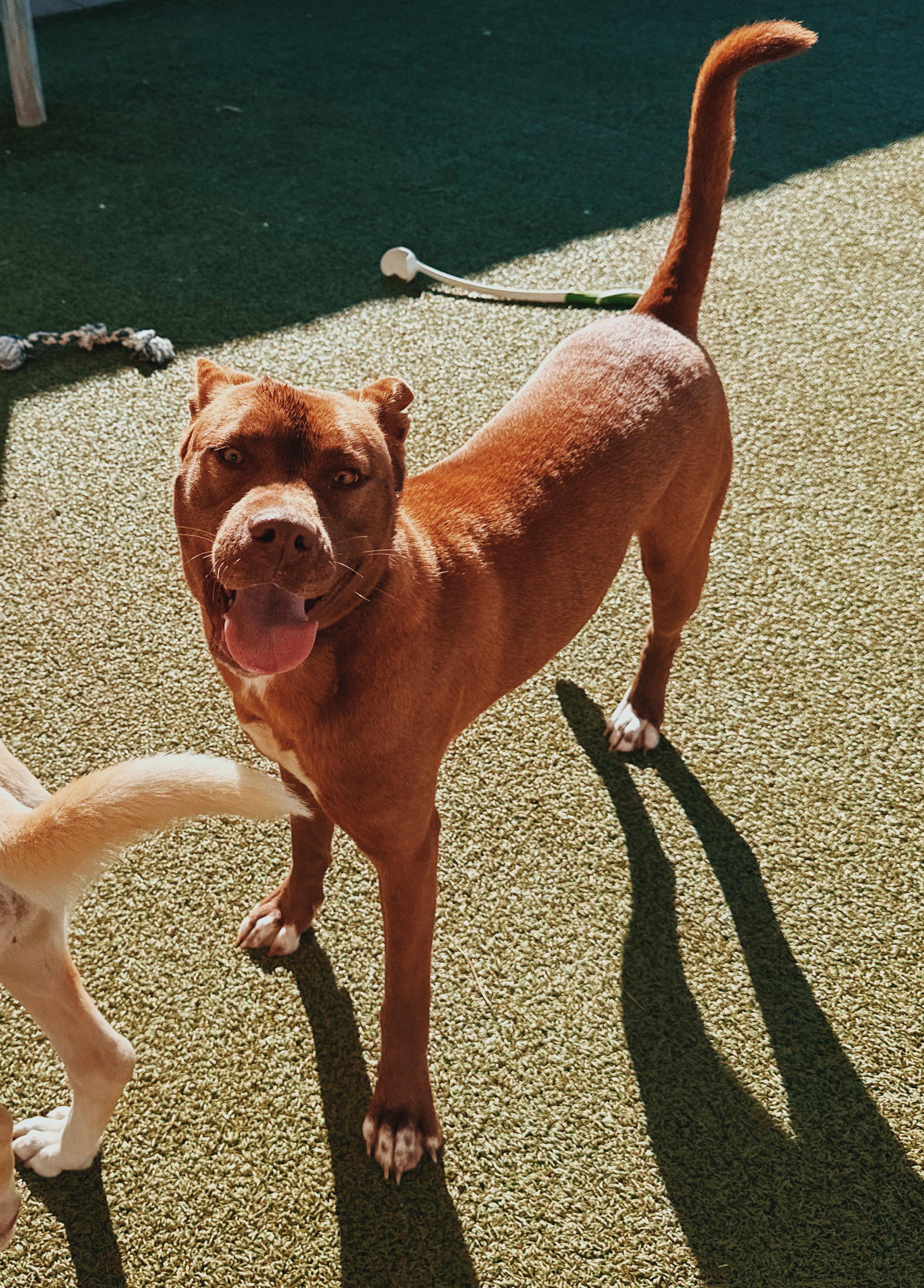 Enlarge Cinnamon, an adopted mixed breed in Hays, KS image 2/6