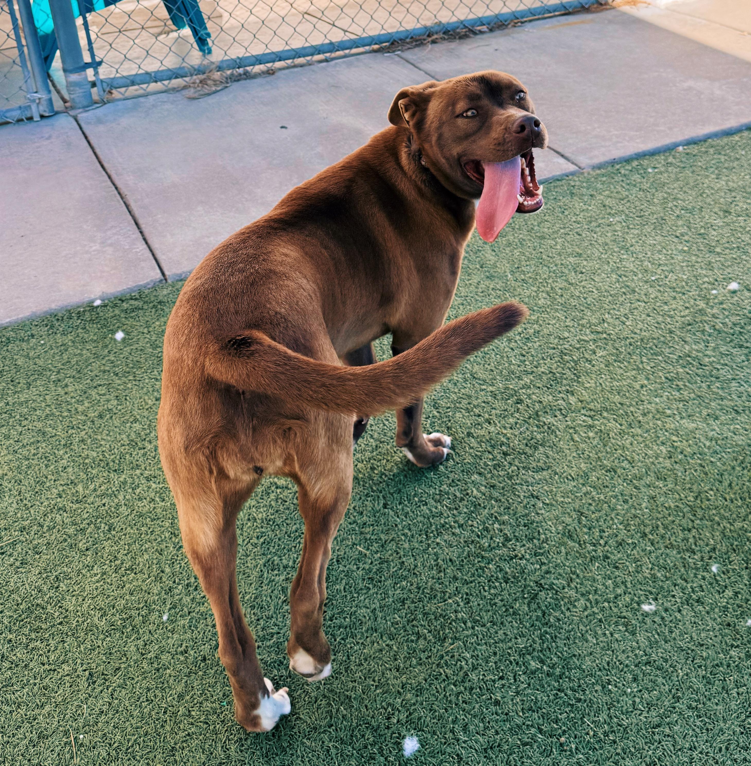 Enlarge Cinnamon, an adopted mixed breed in Hays, KS image 1/6