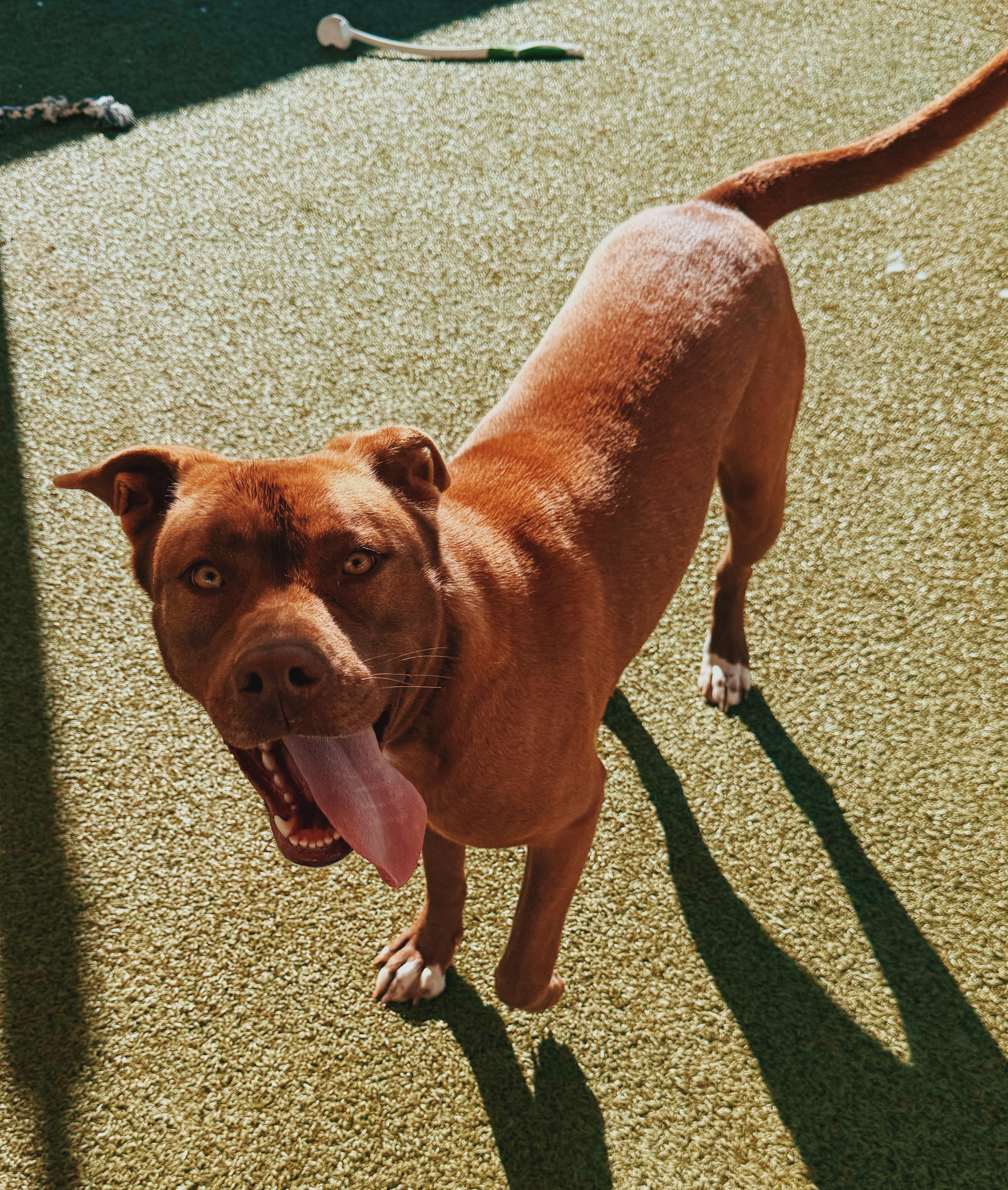 Enlarge Cinnamon, an adopted mixed breed in Hays, KS image 4/6