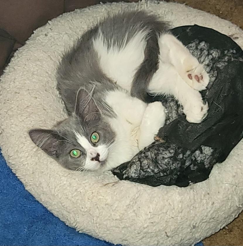 Blossom, an adopted Domestic Medium Hair in Springfield, OR image 3/4