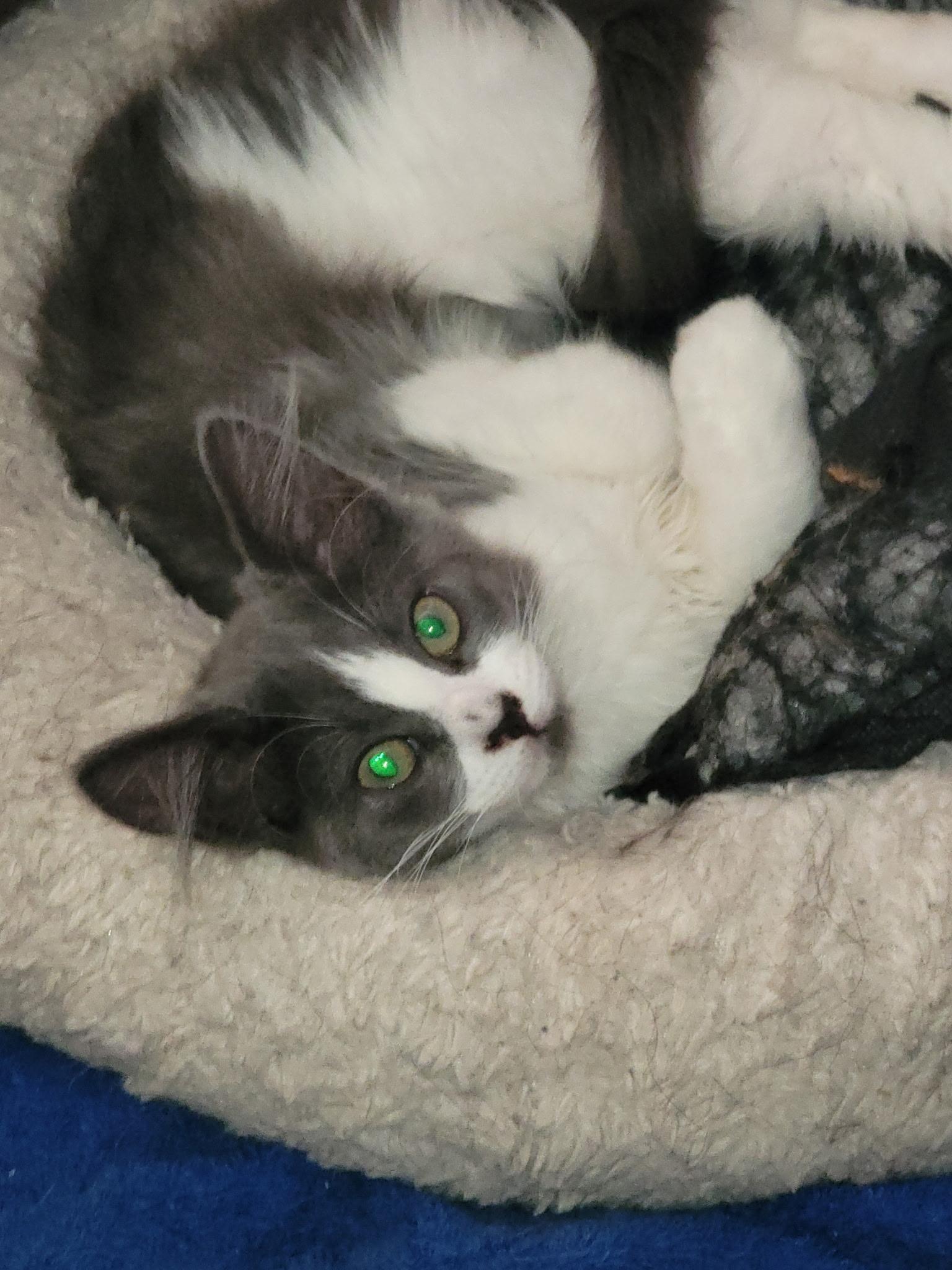 Blossom, adopted, Kitten Female Domestic Medium Hair.