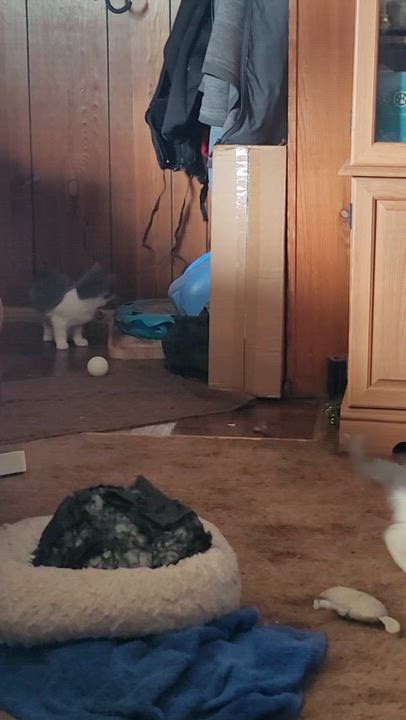 Enlarge Blossom, an adopted Domestic Medium Hair in Springfield, OR video 4/4