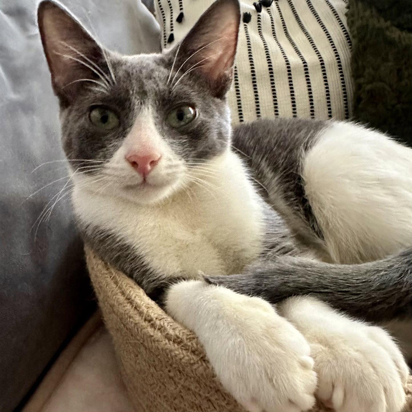 Murphy, Adoptable, Young Male Domestic Short Hair.