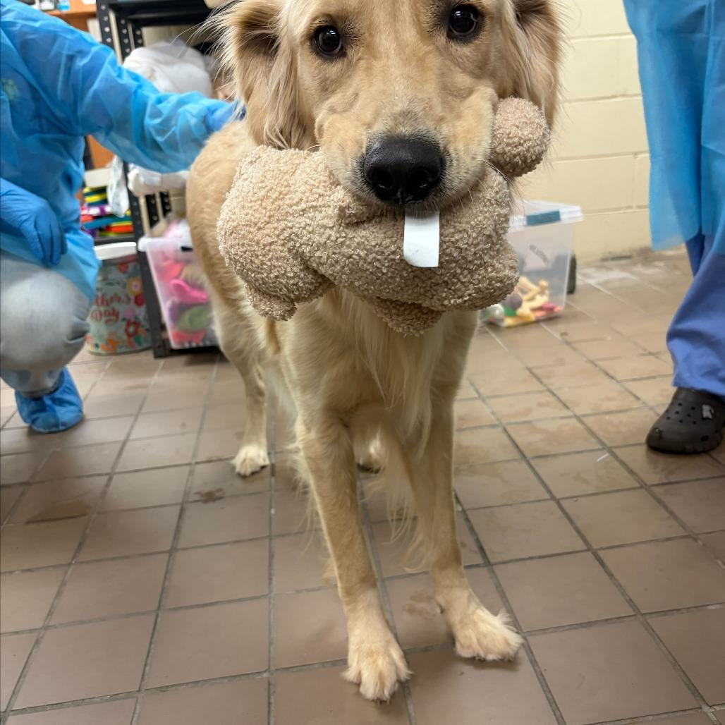 Enlarge Roney, a Adoptable Golden Retriever in Wantagh, NY image 5/5