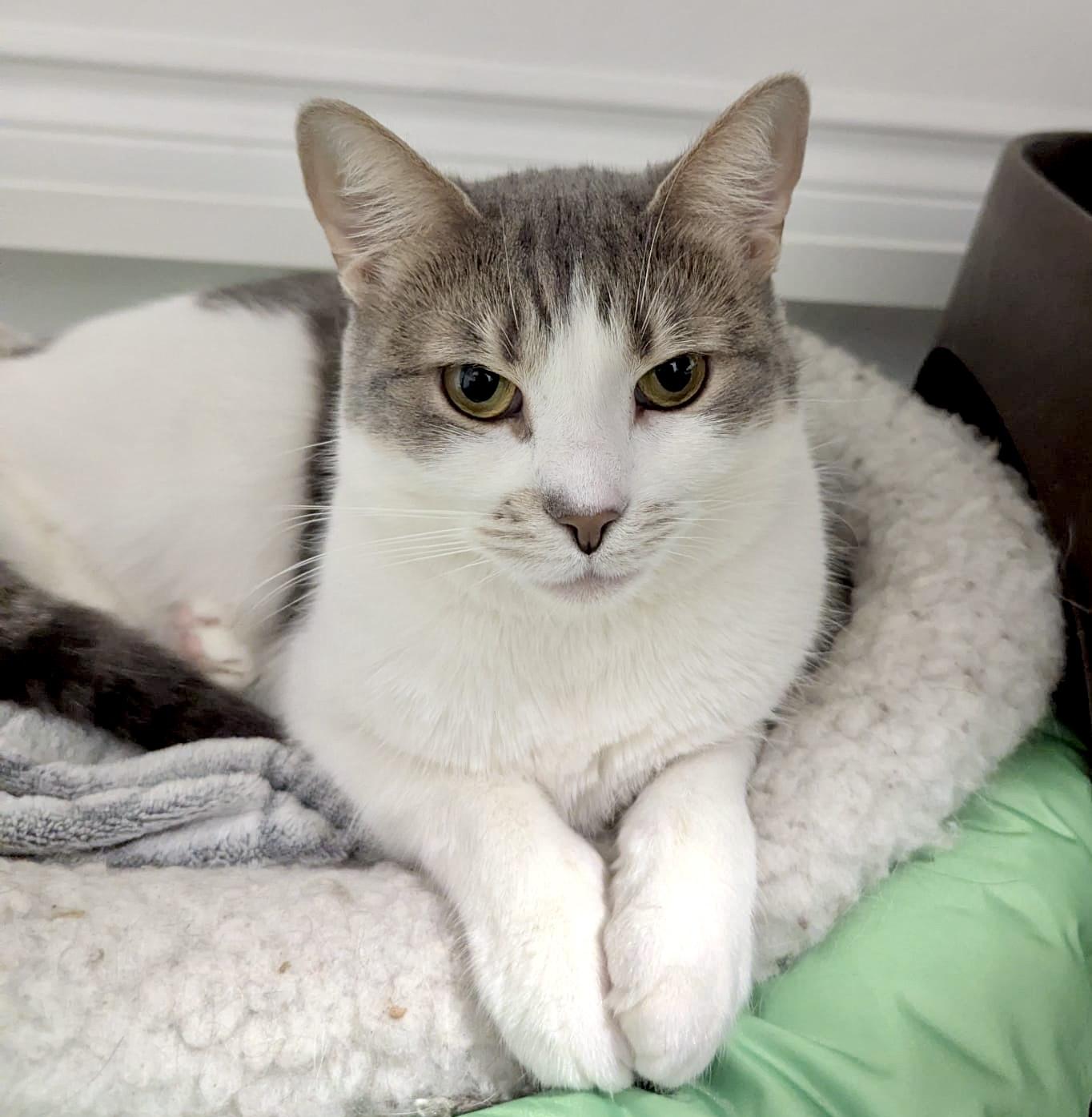 Enlarge Dream (bonded with Bernie), a Adoptable mixed breed in Toronto, ON image 1/6