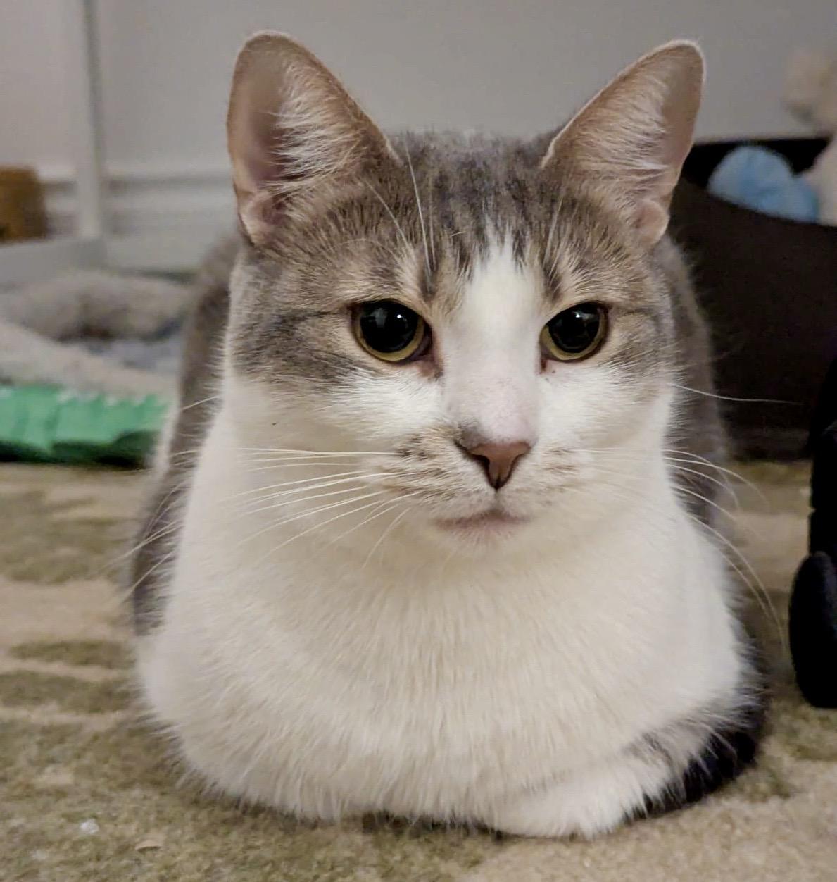 Dream (bonded with Bernie), a Adoptable mixed breed in Toronto, ON image 1/6