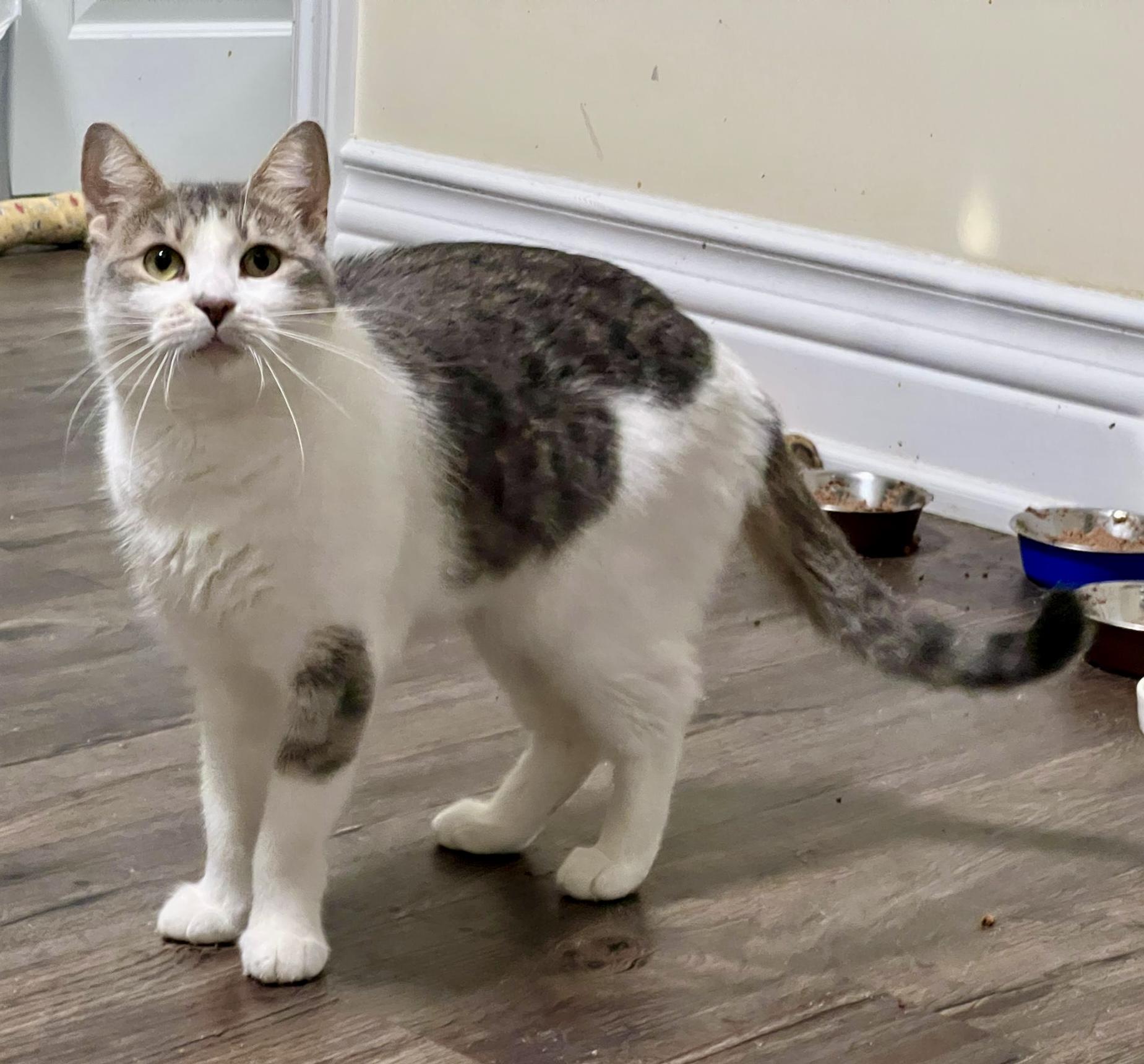 Dream (bonded with Bernie), Adoptable, Adult Female Tabby & Domestic Short Hair.