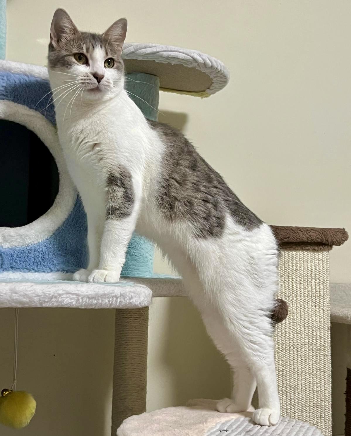 Dream (bonded with Bernie), a Adoptable mixed breed in Toronto, ON image 5/6