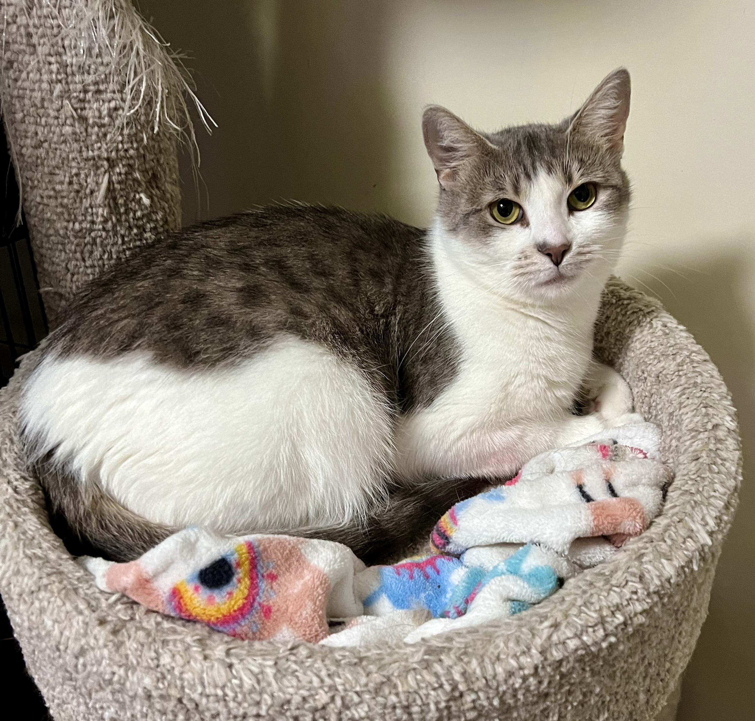 Dream (bonded with Bernie), a Adoptable mixed breed in Toronto, ON image 6/6