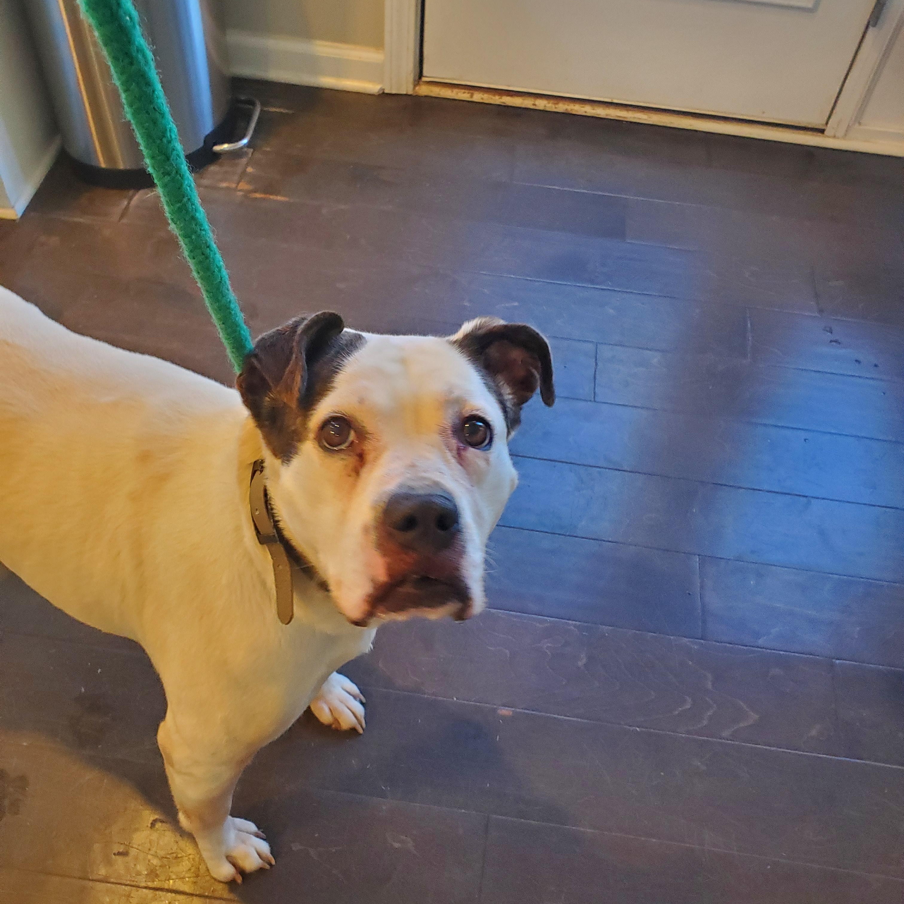 Enlarge Angie, a ADOPTABLE mixed breed in Auburn, GA image 5/5