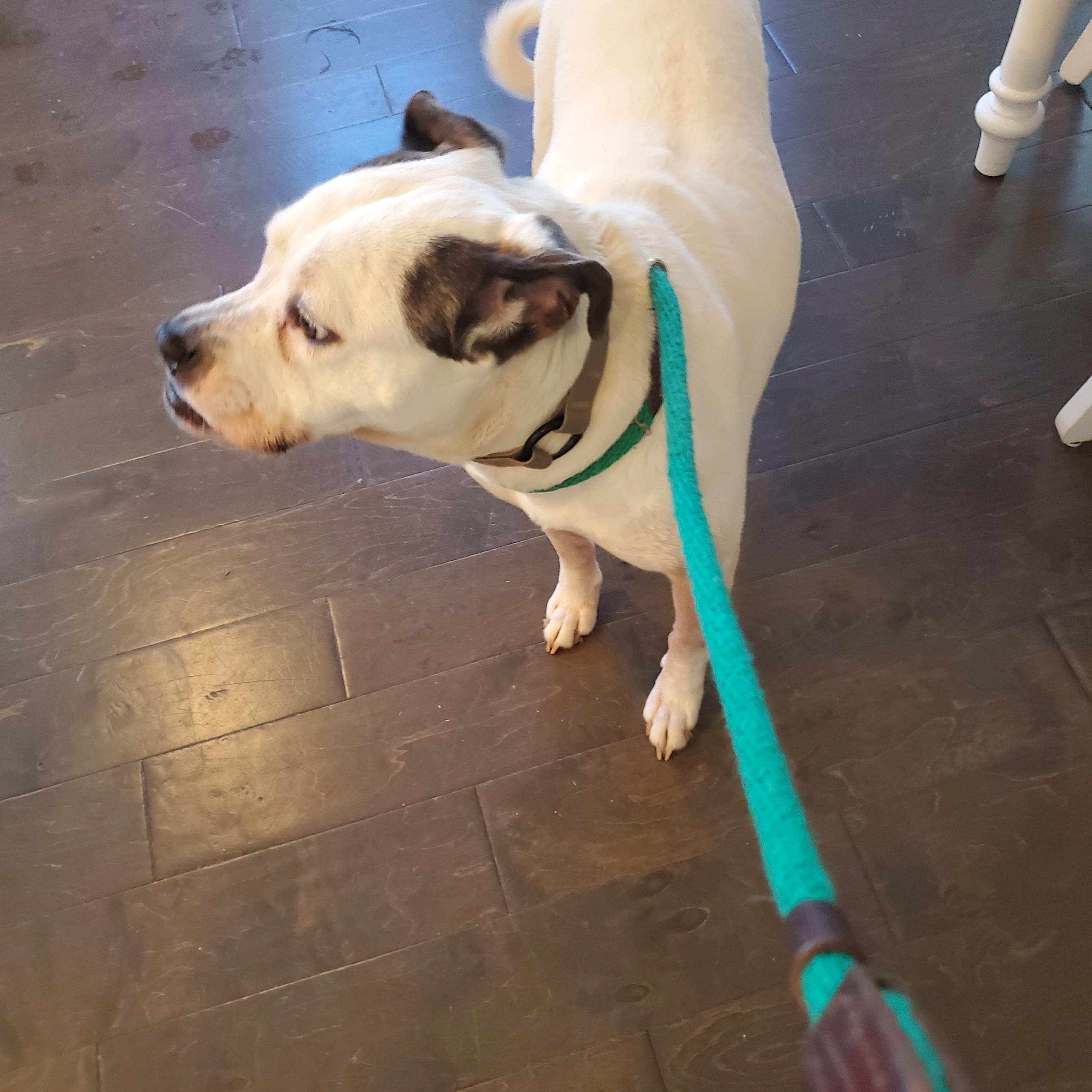 Enlarge Angie, a ADOPTABLE mixed breed in Auburn, GA image 4/5
