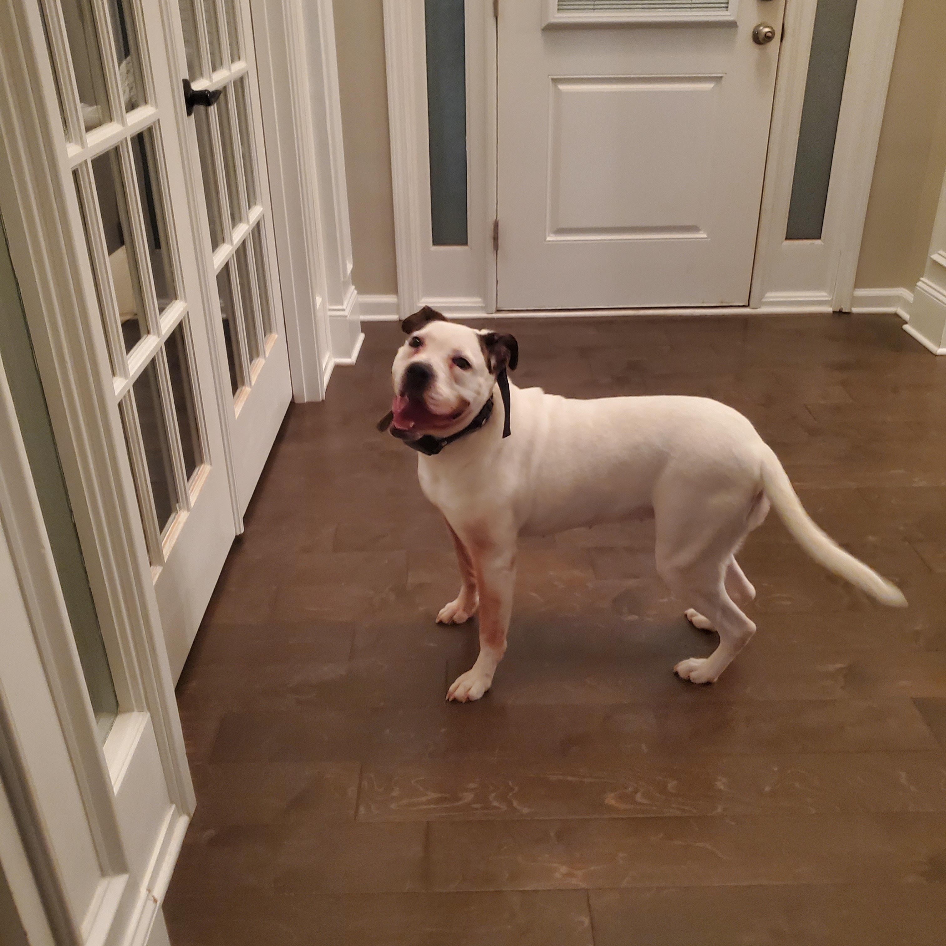 Enlarge Angie, a ADOPTABLE mixed breed in Auburn, GA image 3/5