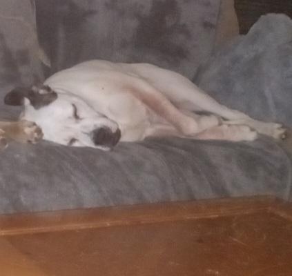 Angie, a ADOPTABLE mixed breed in Auburn, GA image 4/5