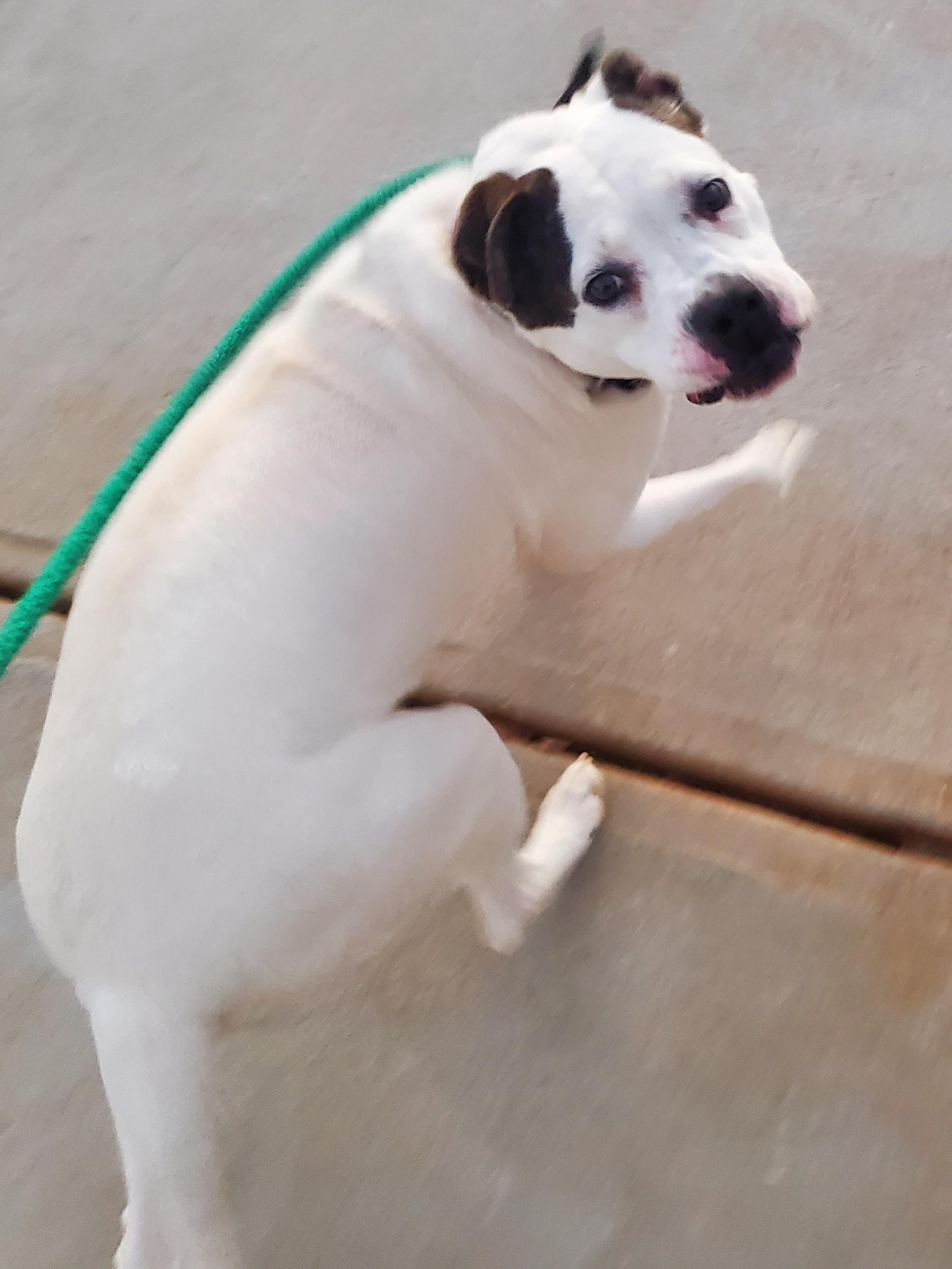 Enlarge Angie, a ADOPTABLE mixed breed in Auburn, GA image 2/5