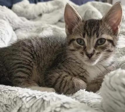 Isabella, an adoptable Domestic Short Hair in Greenville, NC image 3/4