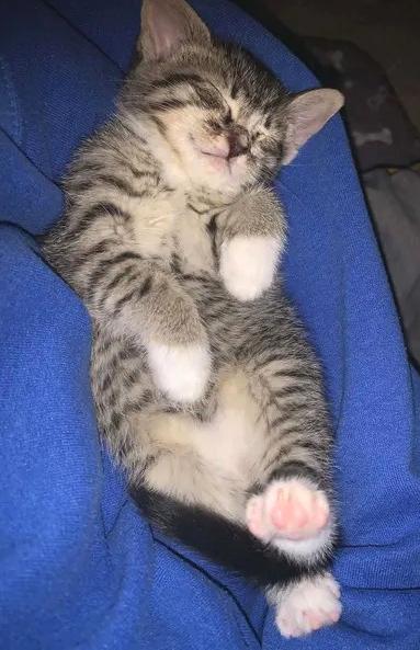 Isabella, an adoptable Domestic Short Hair in Greenville, NC image 4/4