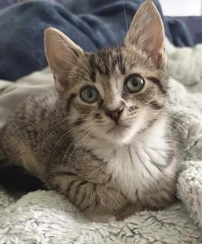Isabella, an adoptable Domestic Short Hair in Greenville, NC image 1/4