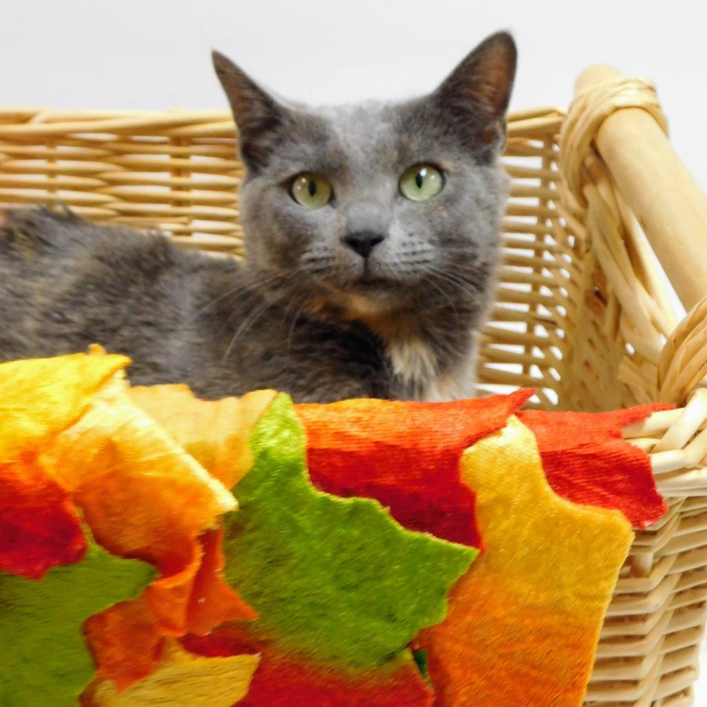 Freya, Adoptable, Young Female Domestic Short Hair.