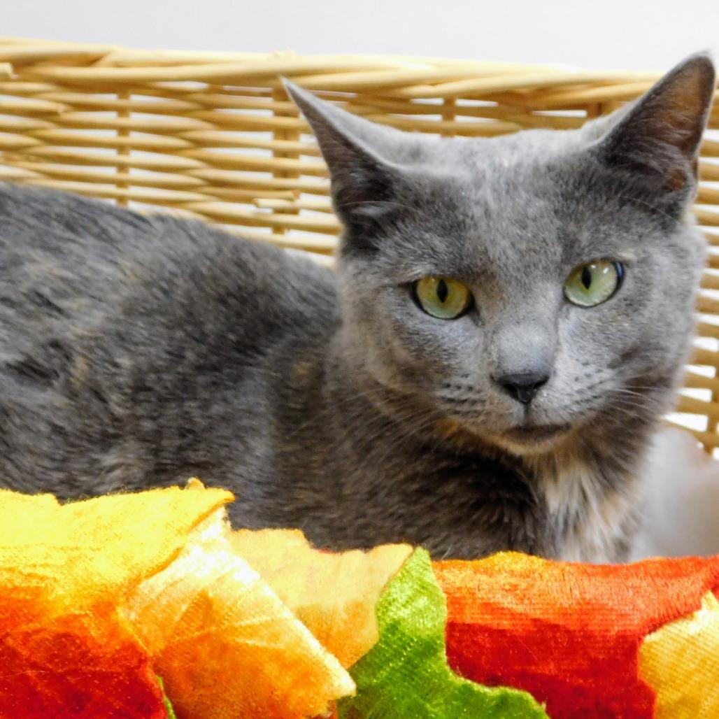 Enlarge Freya, a Adoptable Domestic Short Hair in Peoria, IL image 4/6