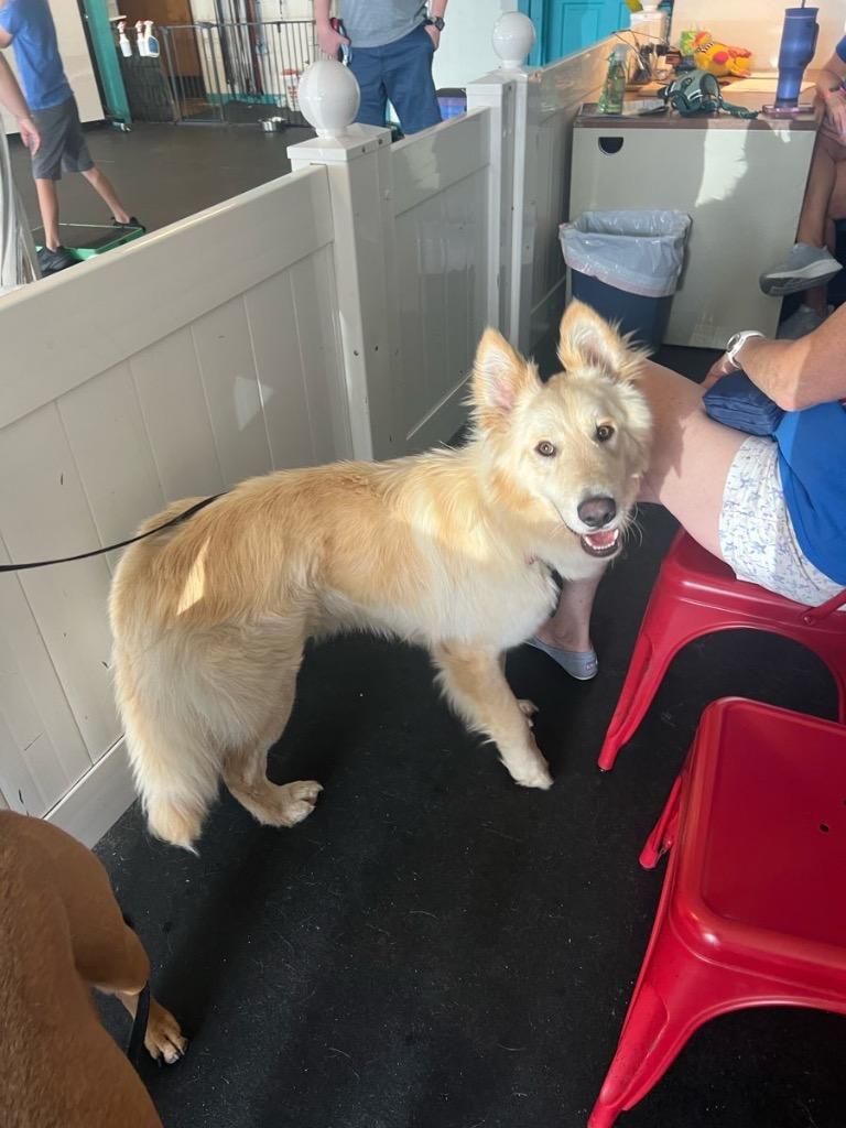 26Denali, ADOPTABLE, Adult Male White German Shepherd.