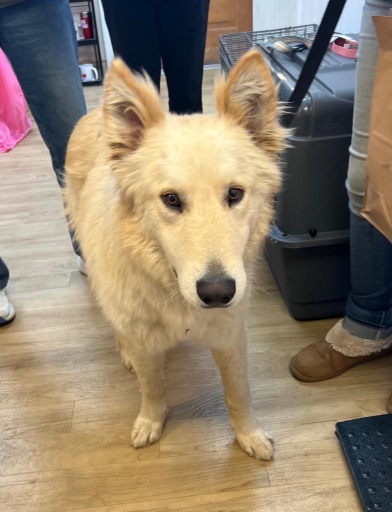 Enlarge 26Denali, a ADOPTABLE mixed breed in Shingle Springs, CA image 2/2