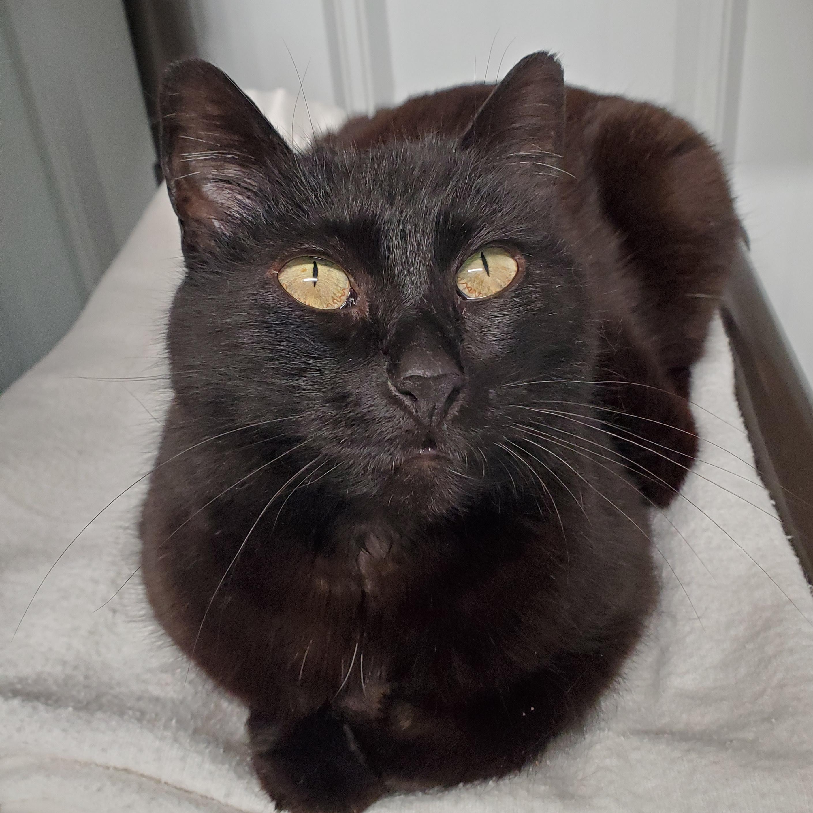 Enlarge Noire, a Adoptable Domestic Short Hair in Marseilles, IL image 1/6