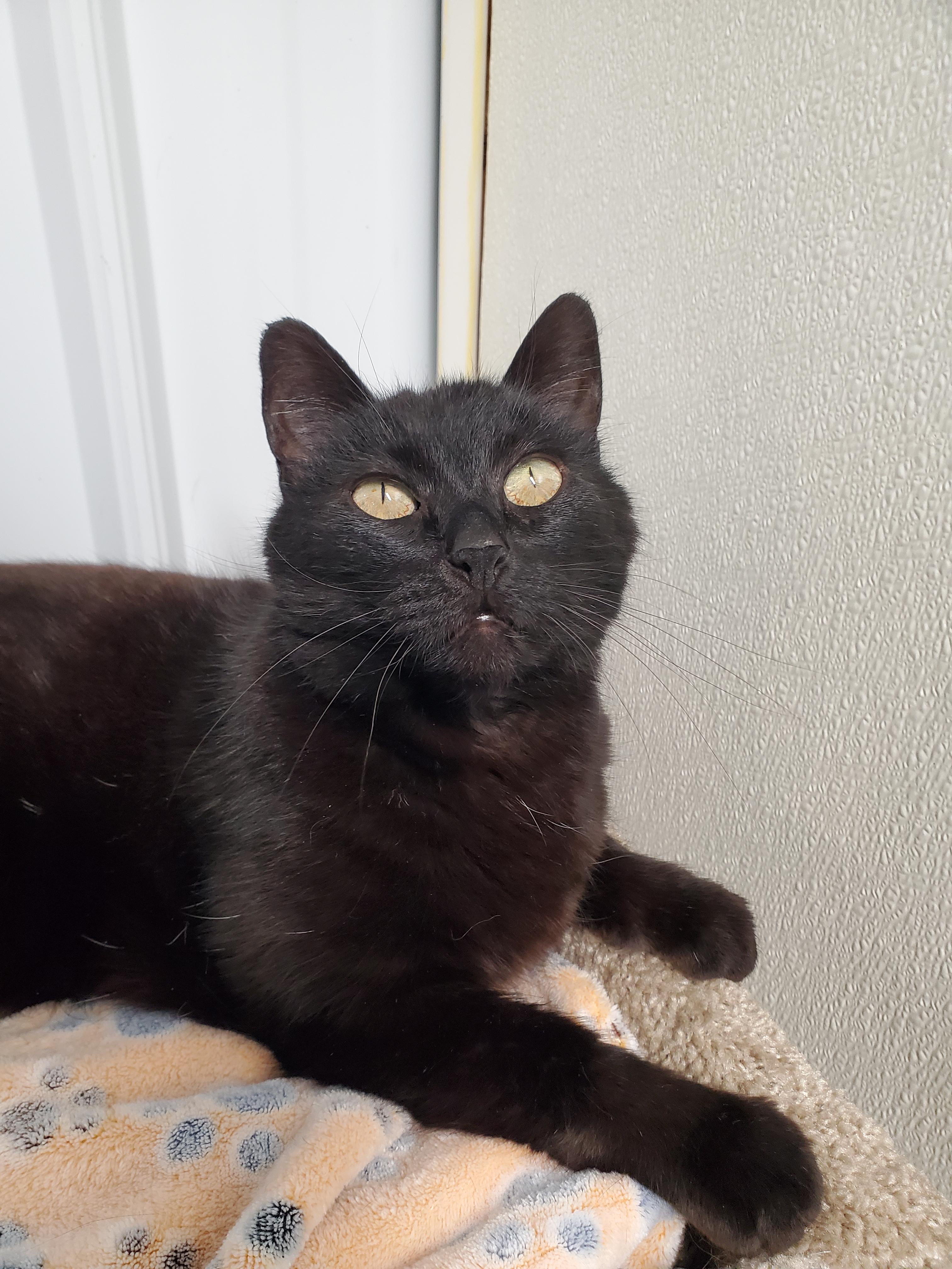 Enlarge Noire, a Adoptable Domestic Short Hair in Marseilles, IL image 2/6