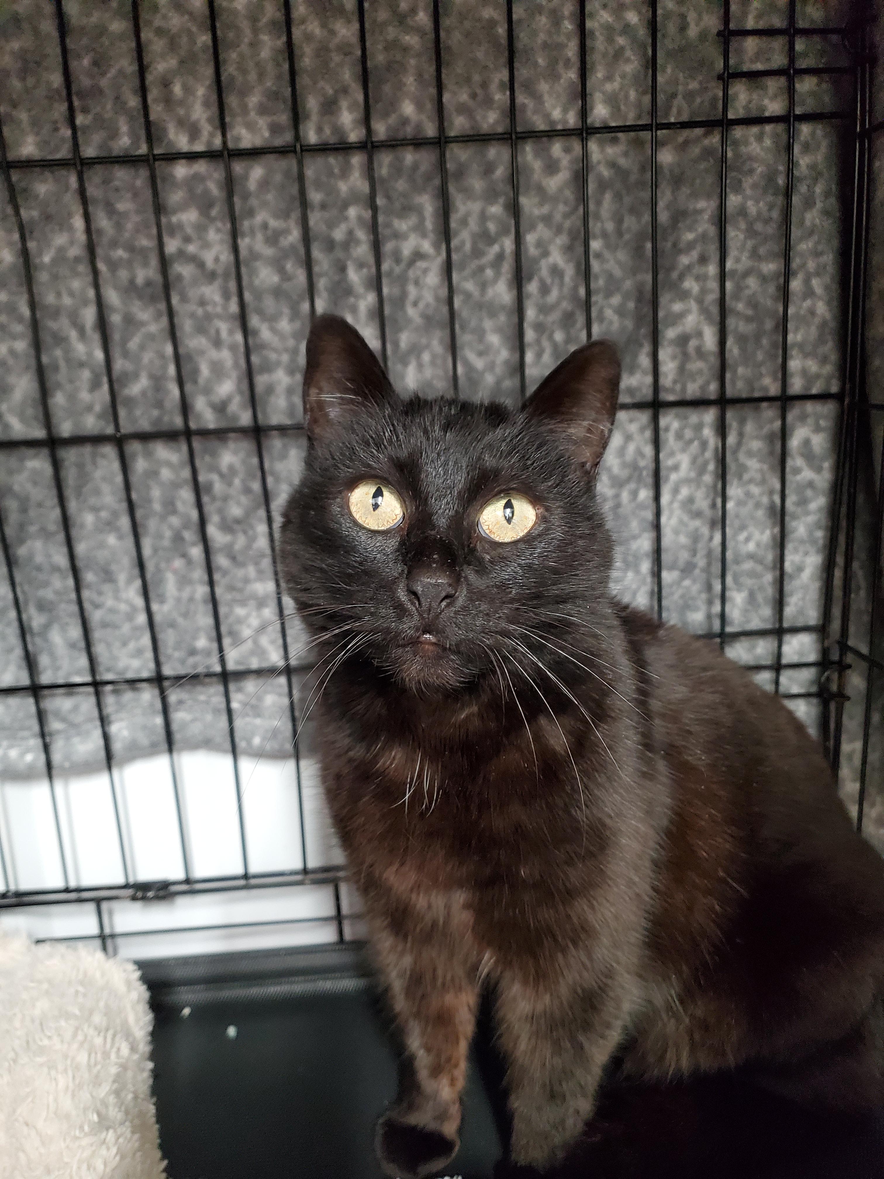 Enlarge Noire, a Adoptable Domestic Short Hair in Marseilles, IL image 4/6