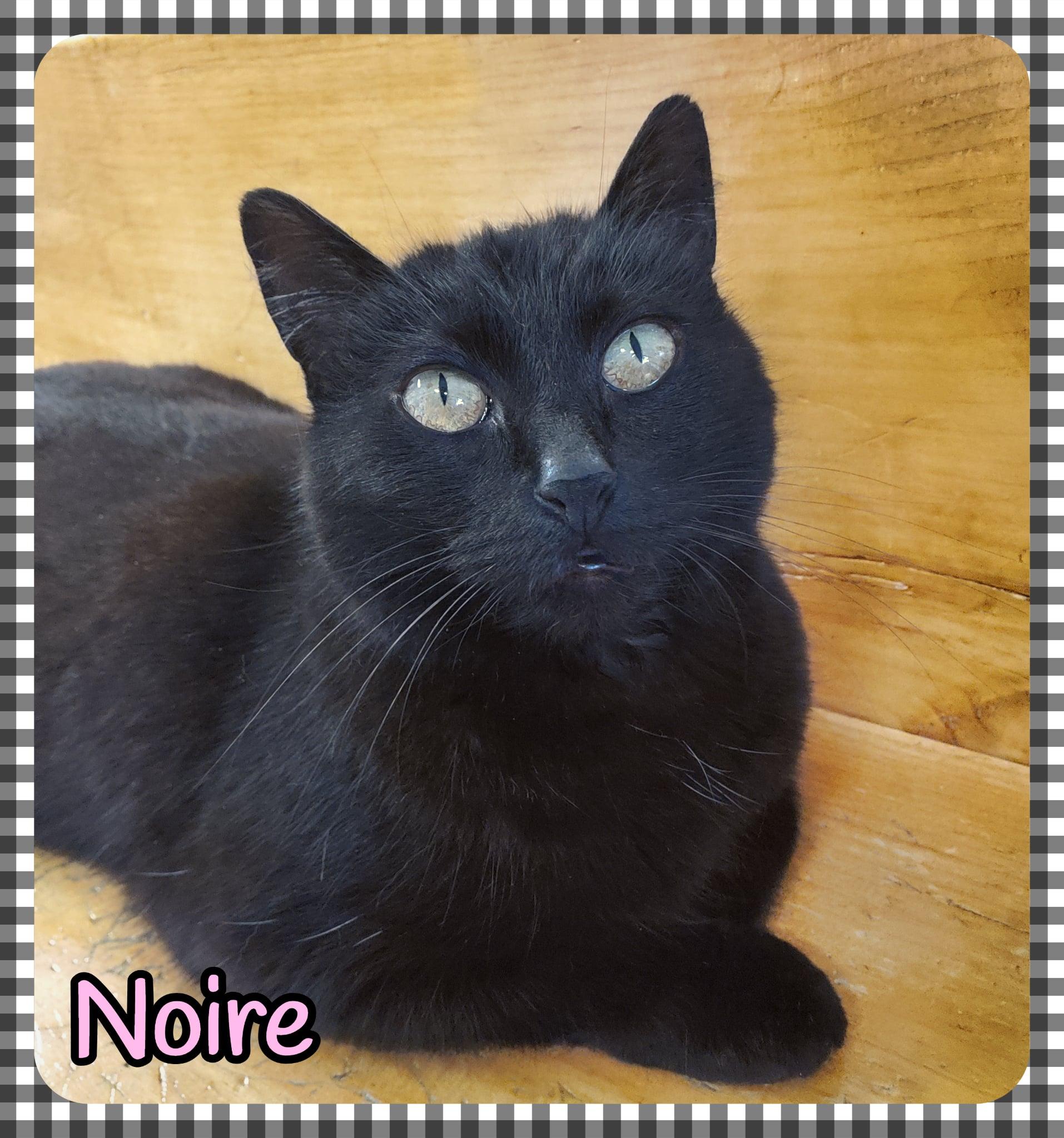 Enlarge Noire, a Adoptable Domestic Short Hair in Marseilles, IL image 5/6