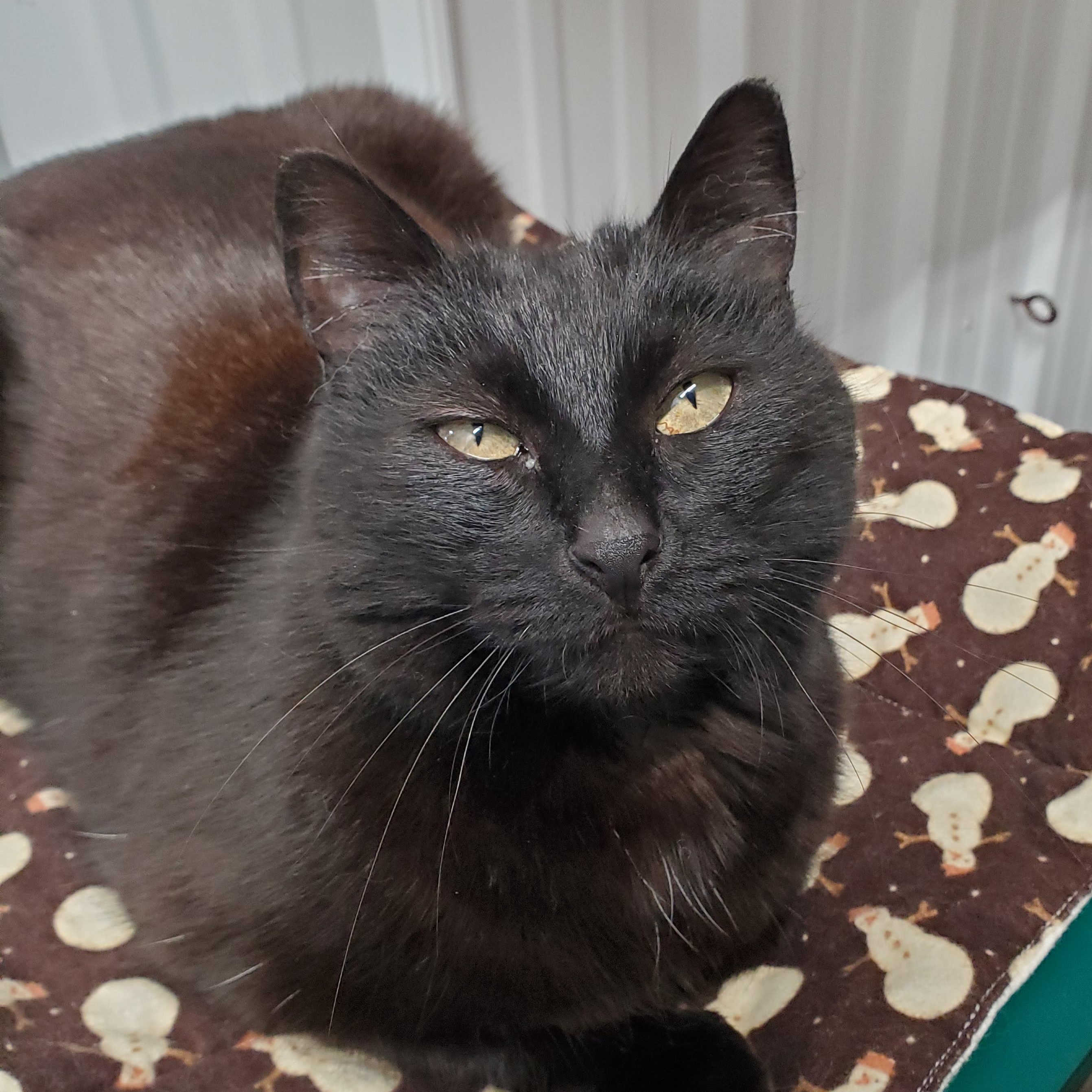 Enlarge Noire, a Adoptable Domestic Short Hair in Marseilles, IL image 3/6