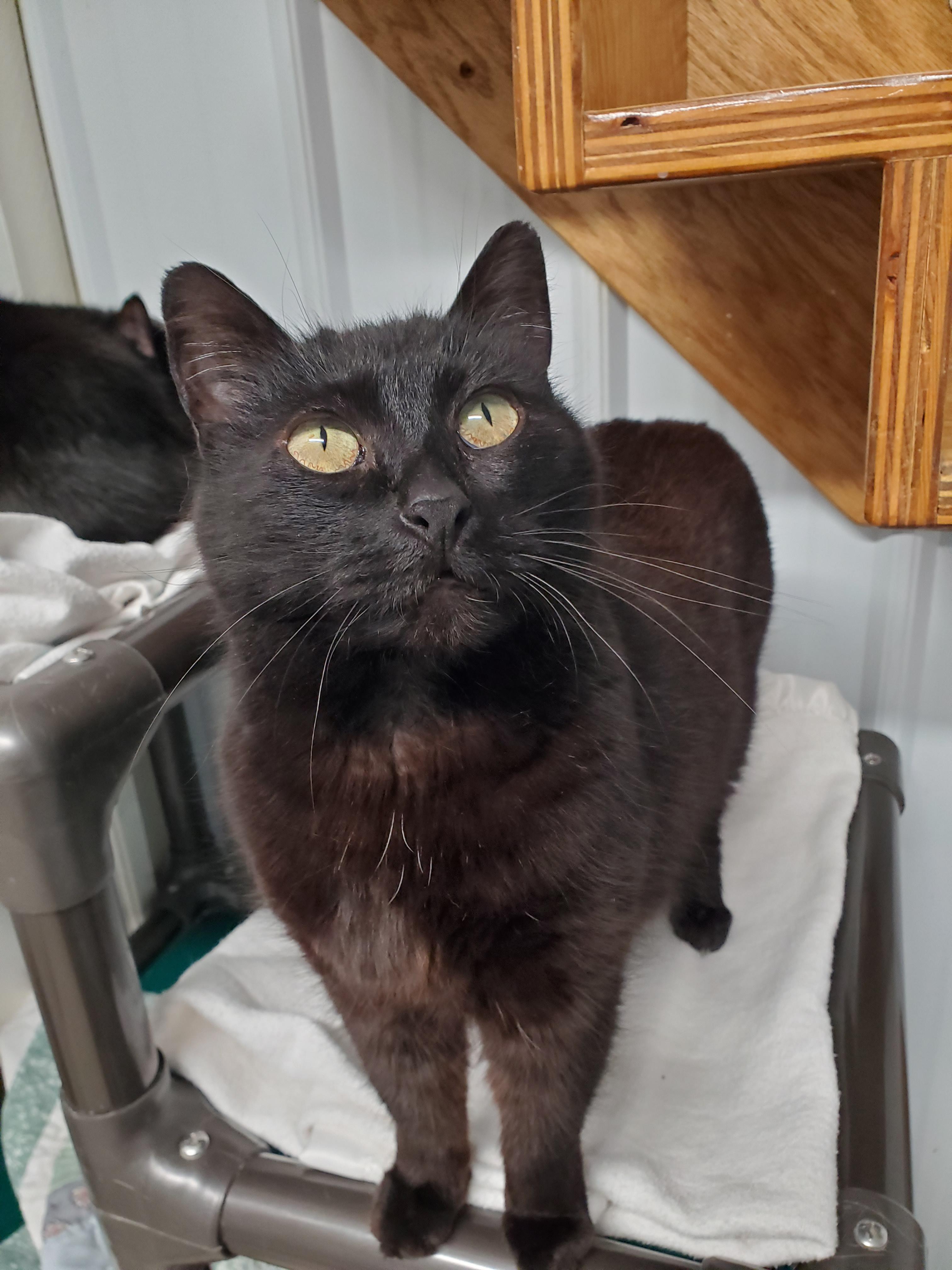 Enlarge Noire, a Adoptable Domestic Short Hair in Marseilles, IL image 6/6