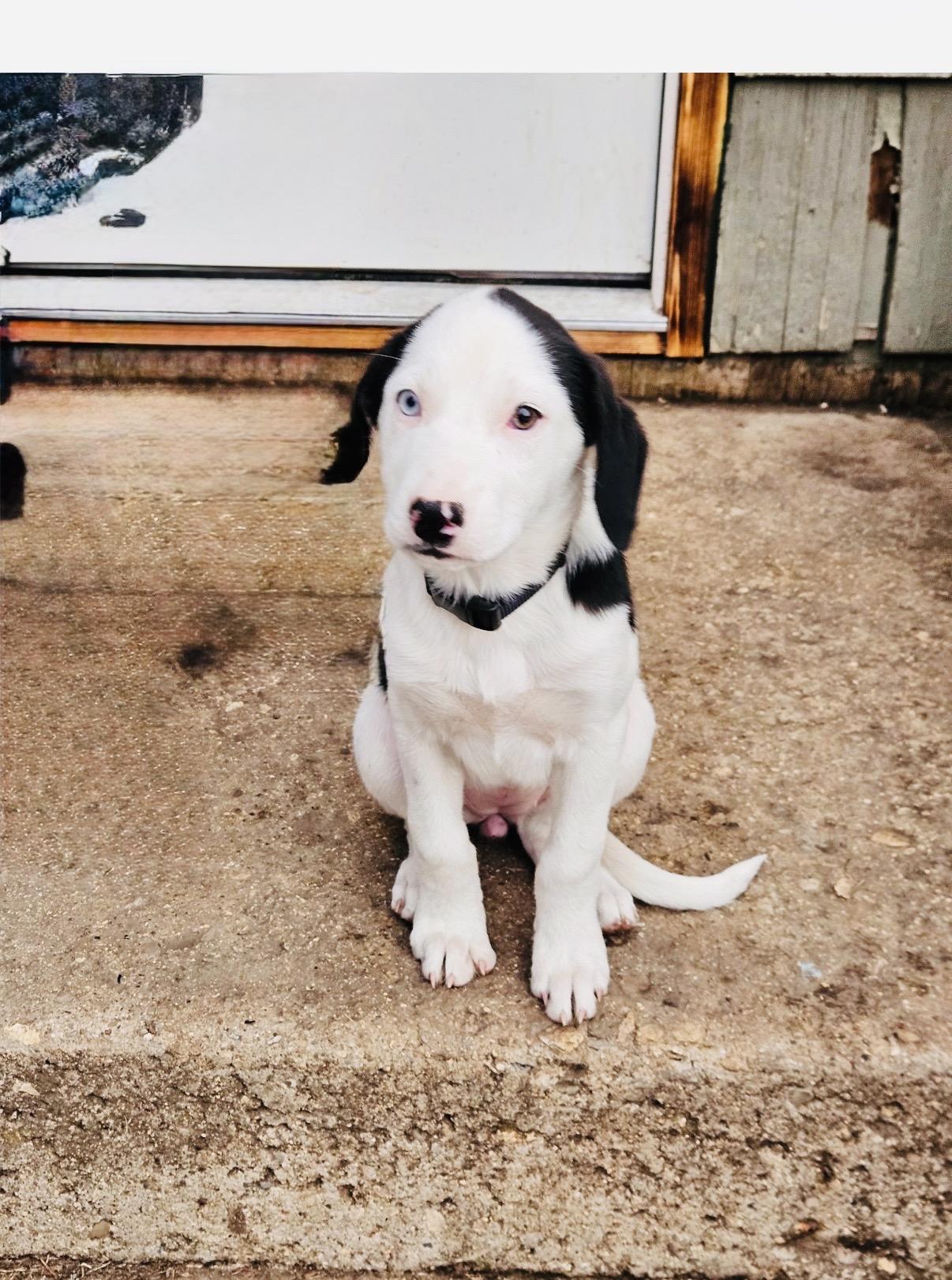 Enlarge CayAnnie, an adopted Mixed Breed in Wilsall, MT image 1/1