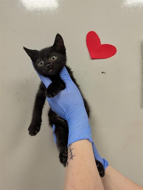 Enlarge BATMAN - ADOPTION PENDING, a Adoptable Domestic Short Hair in Ontario, CA image 1/1
