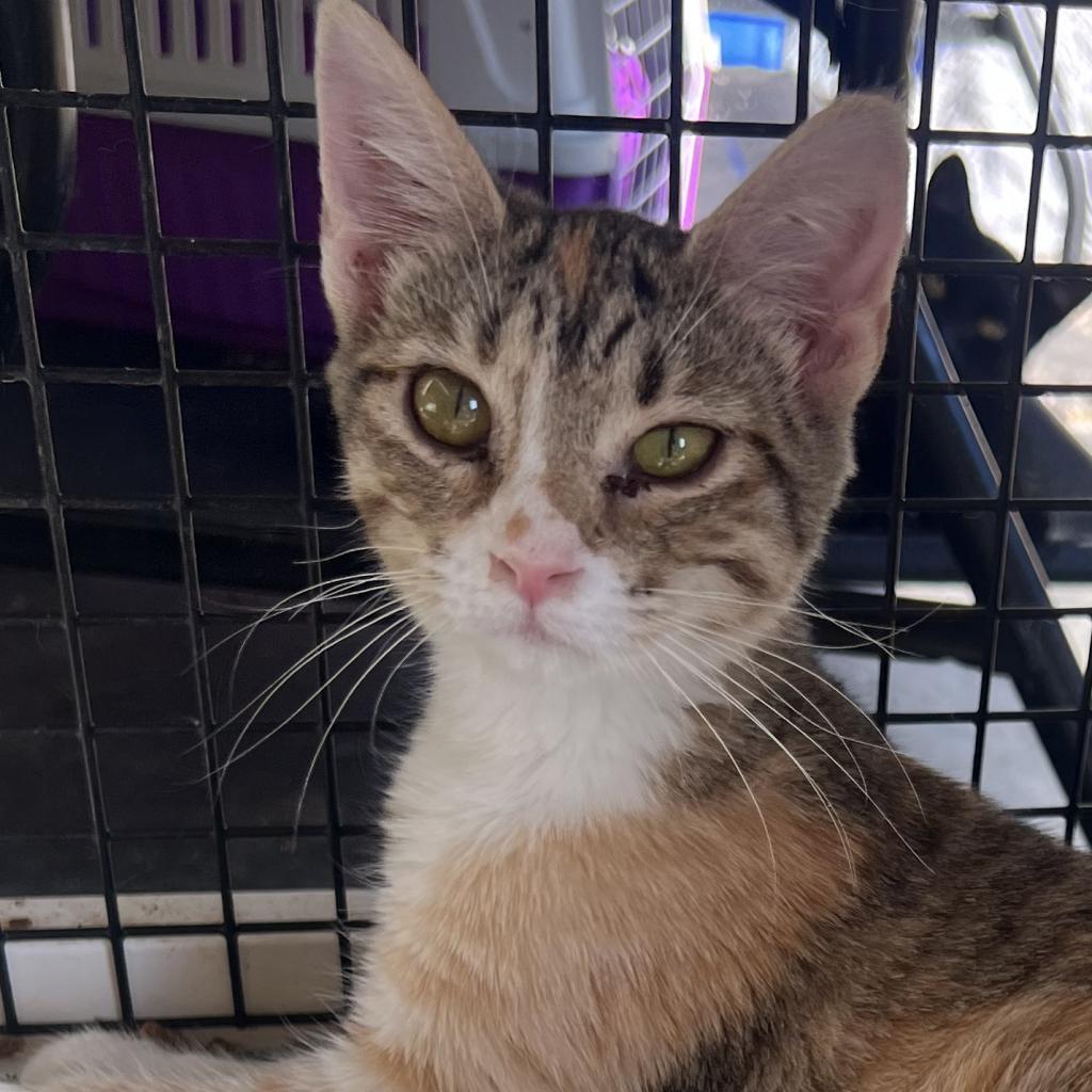 Calypso_2, Adoptable, Adult Female Domestic Short Hair.