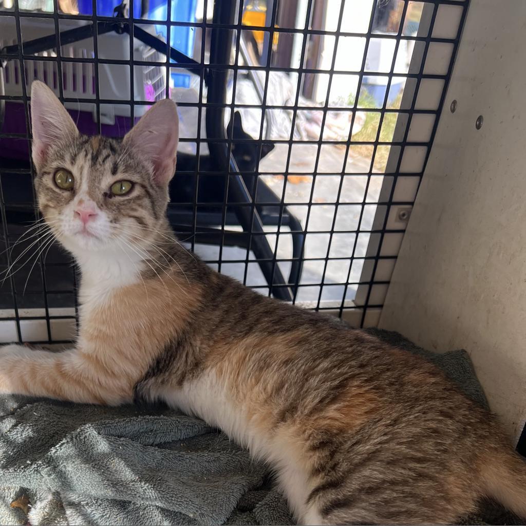 Calypso_2, a Adoptable Domestic Short Hair in Hinesville, GA image 2/3